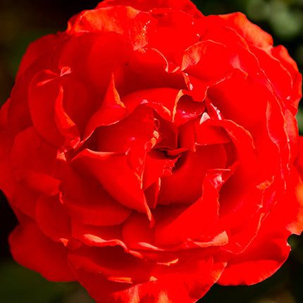 True Bloom Roses® True Passion™ Bare Root Rose Bush