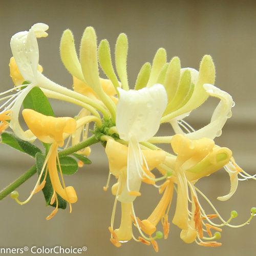 Honeysuckle 'Scentsation' Potted Honeysuckle Plant
