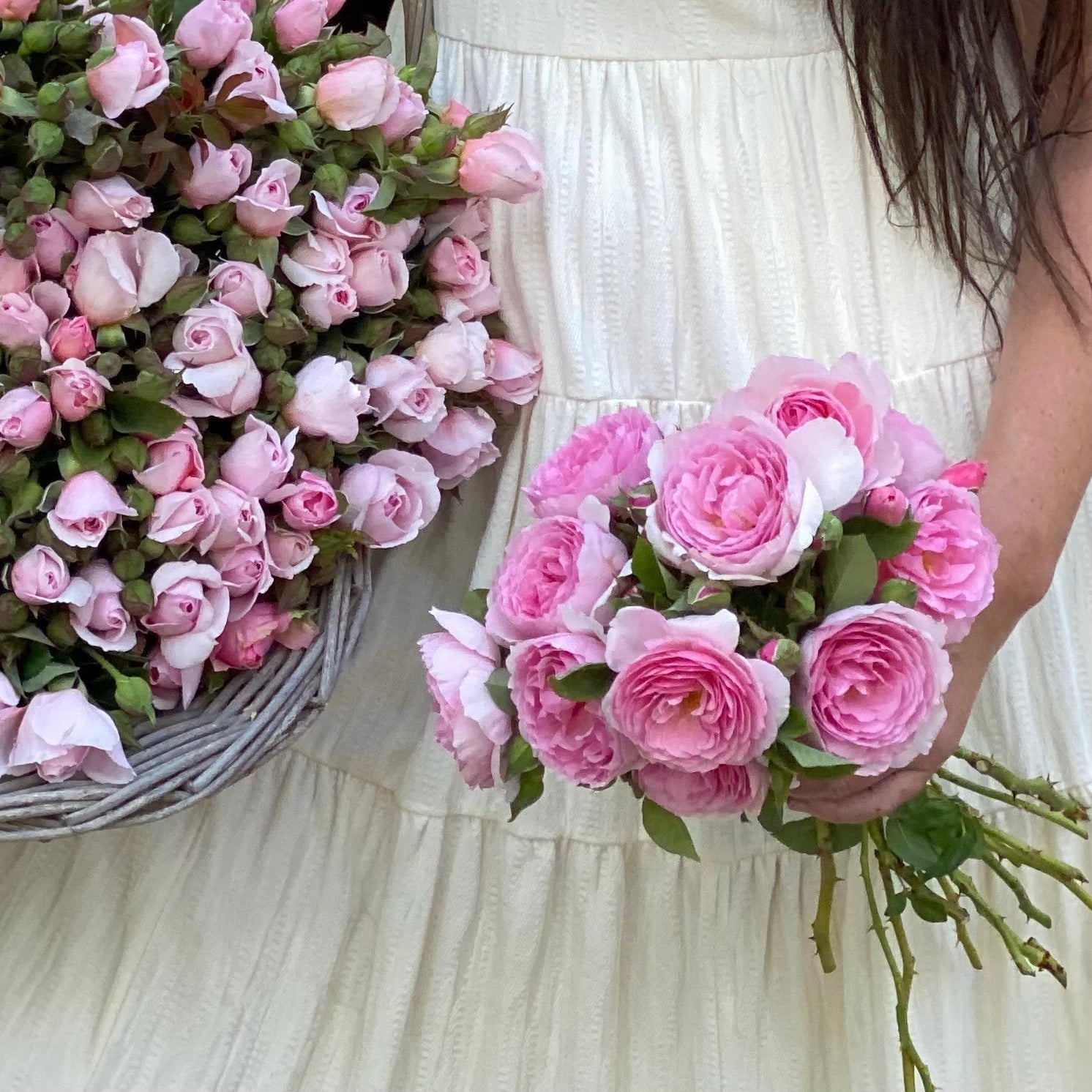 The Ancient Mariner Rose | David Austin Pink Rose | Grace Rose Farm