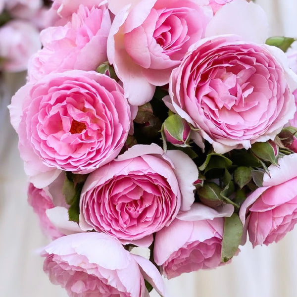 The Ancient Mariner Rose | David Austin Pink Rose | Grace Rose Farm