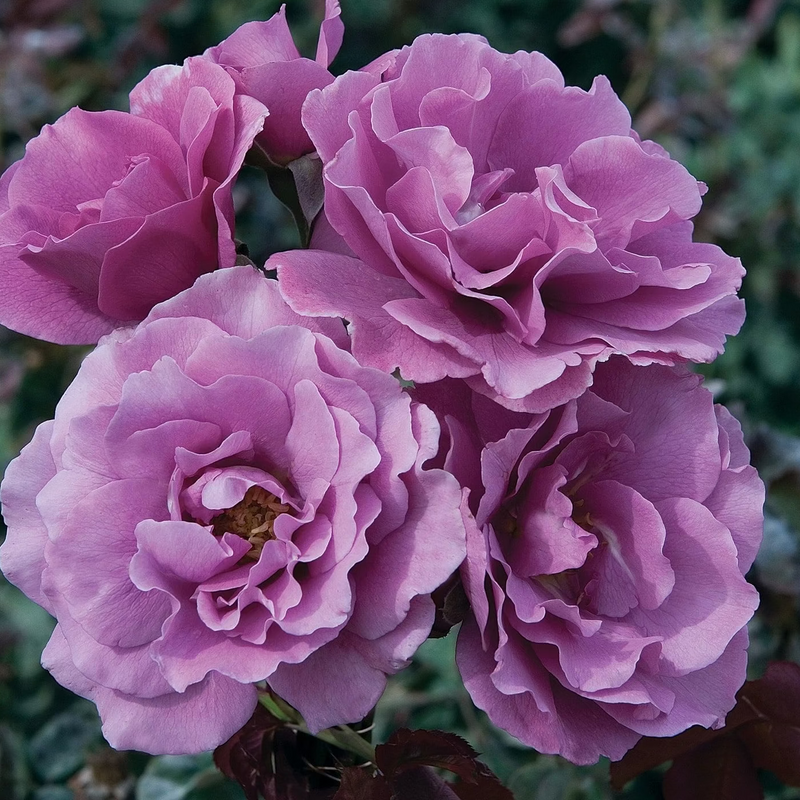 Angel Face Potted Tree Rose