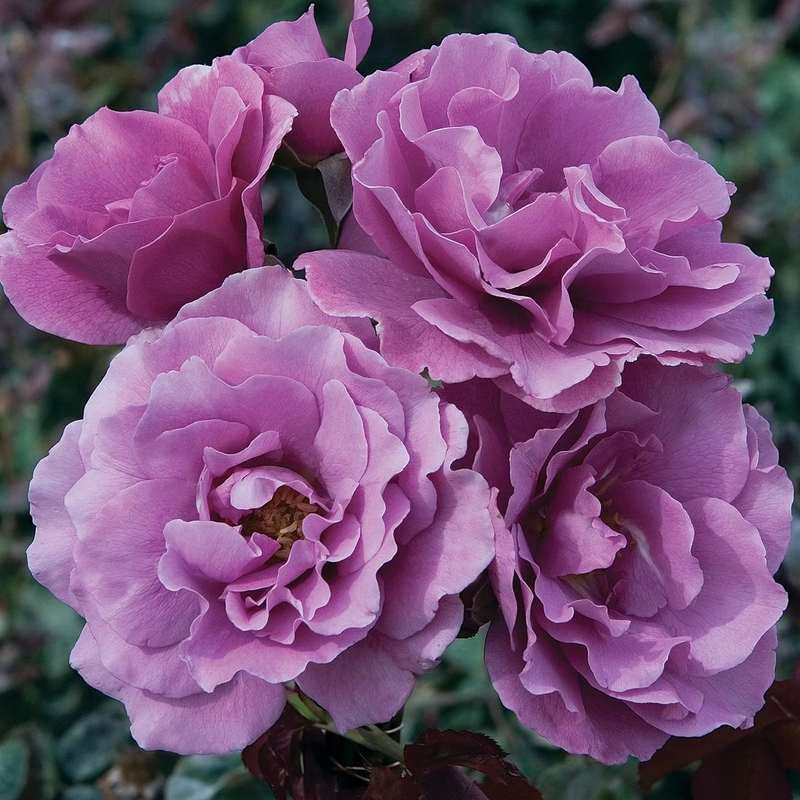 Angel Face Bare Root Tree Rose