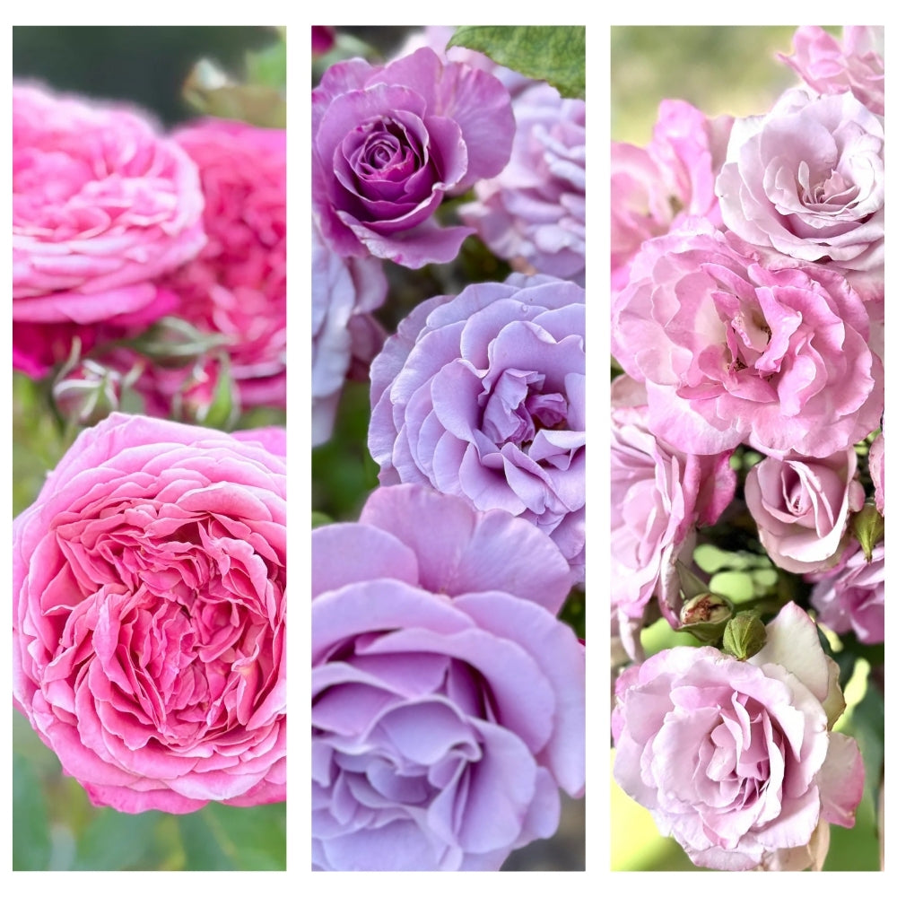 Anne's Devotion® Garden Color Stories™ Bundle of 3 Bare Root Roses