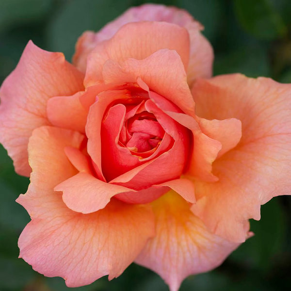 Apricot Candy™ Bare Root Rose Bush