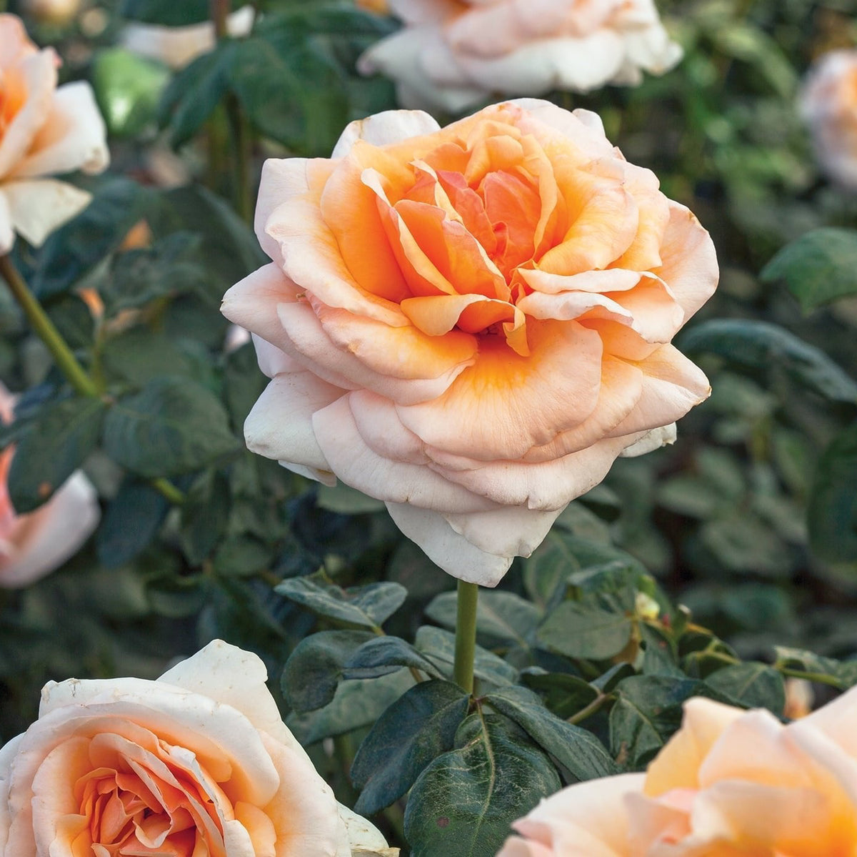 Close-up of peach-colored roses with green leaves in the background