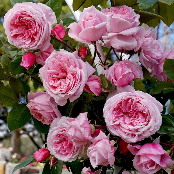 Arborose_KissMeKate_Blooms_007