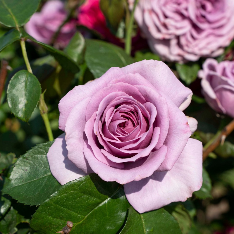 Arborose® Quicksilver™ Potted Climbing Rose
