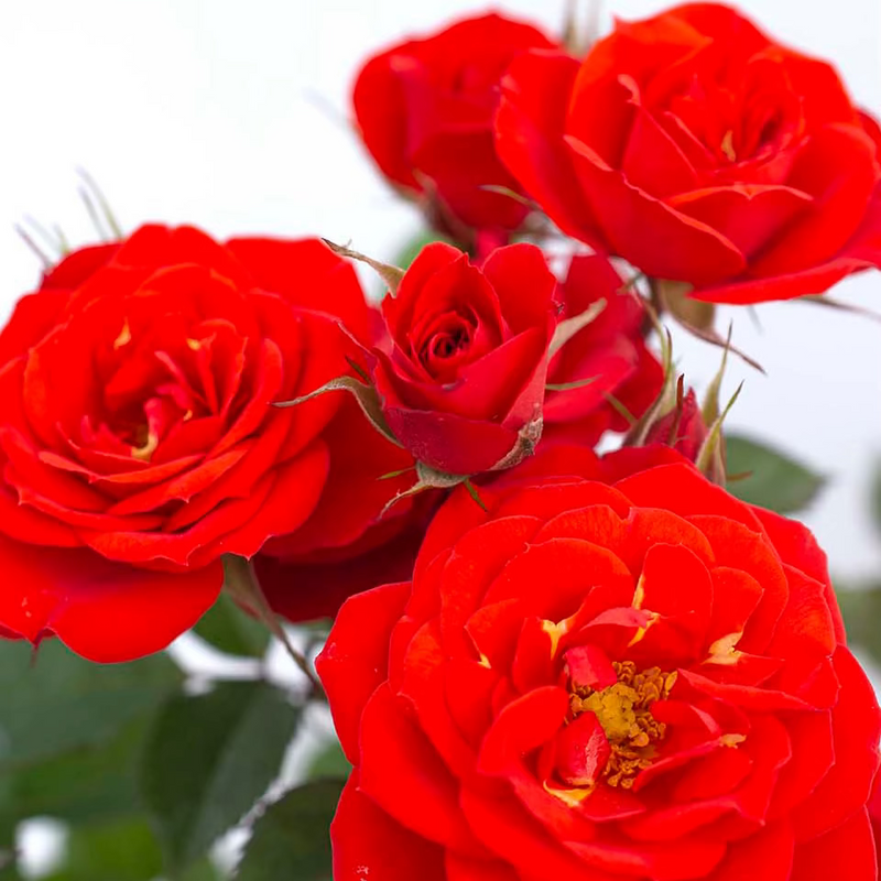 Sunblaze® Autumn Bare Root Tree Rose - POM POM