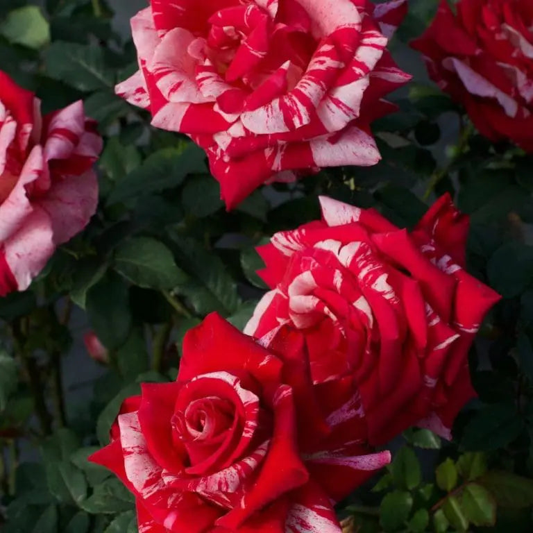 Avant-Garde™ Potted Rose Bush