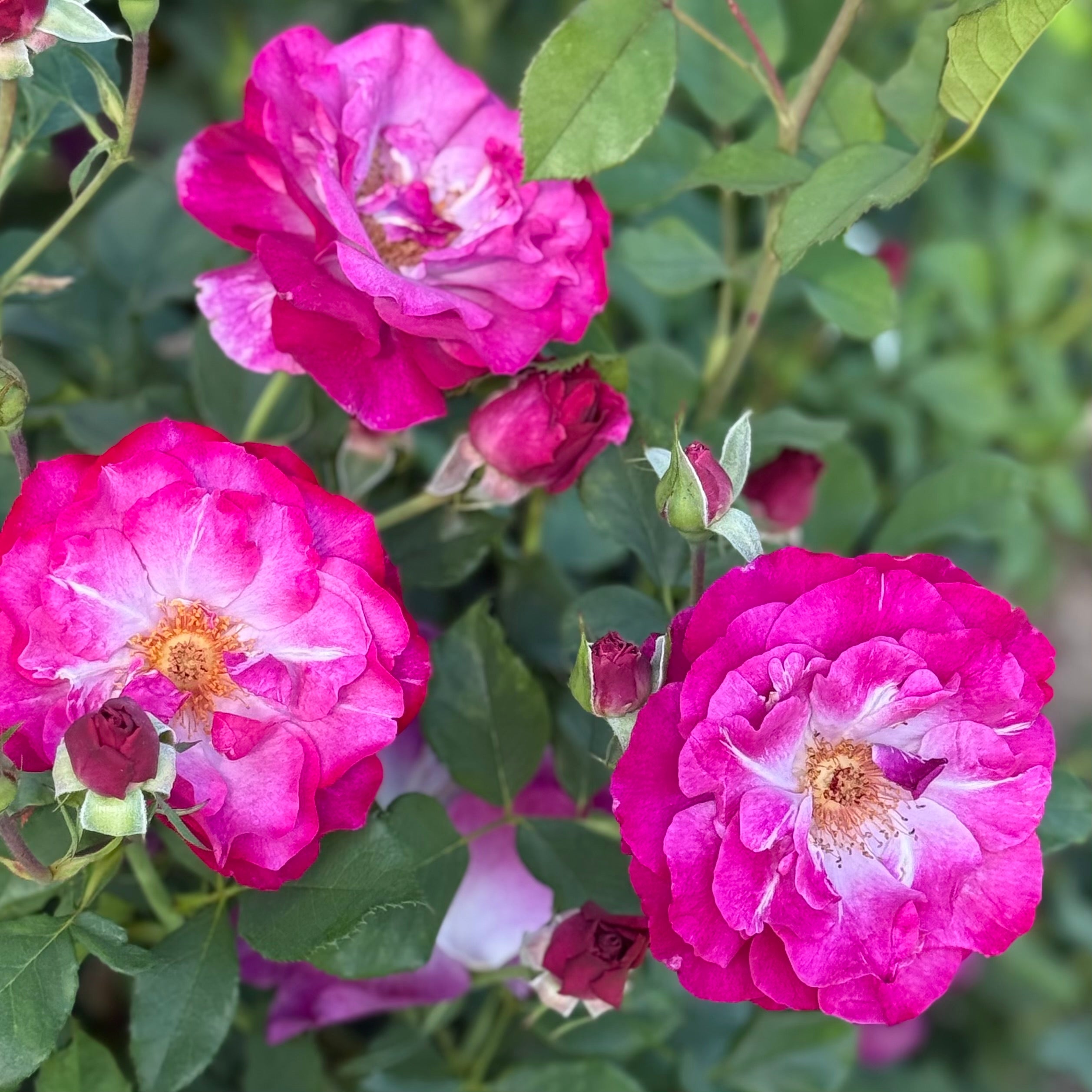 Wild Blue Yonder™ Bare Root Rose Bush