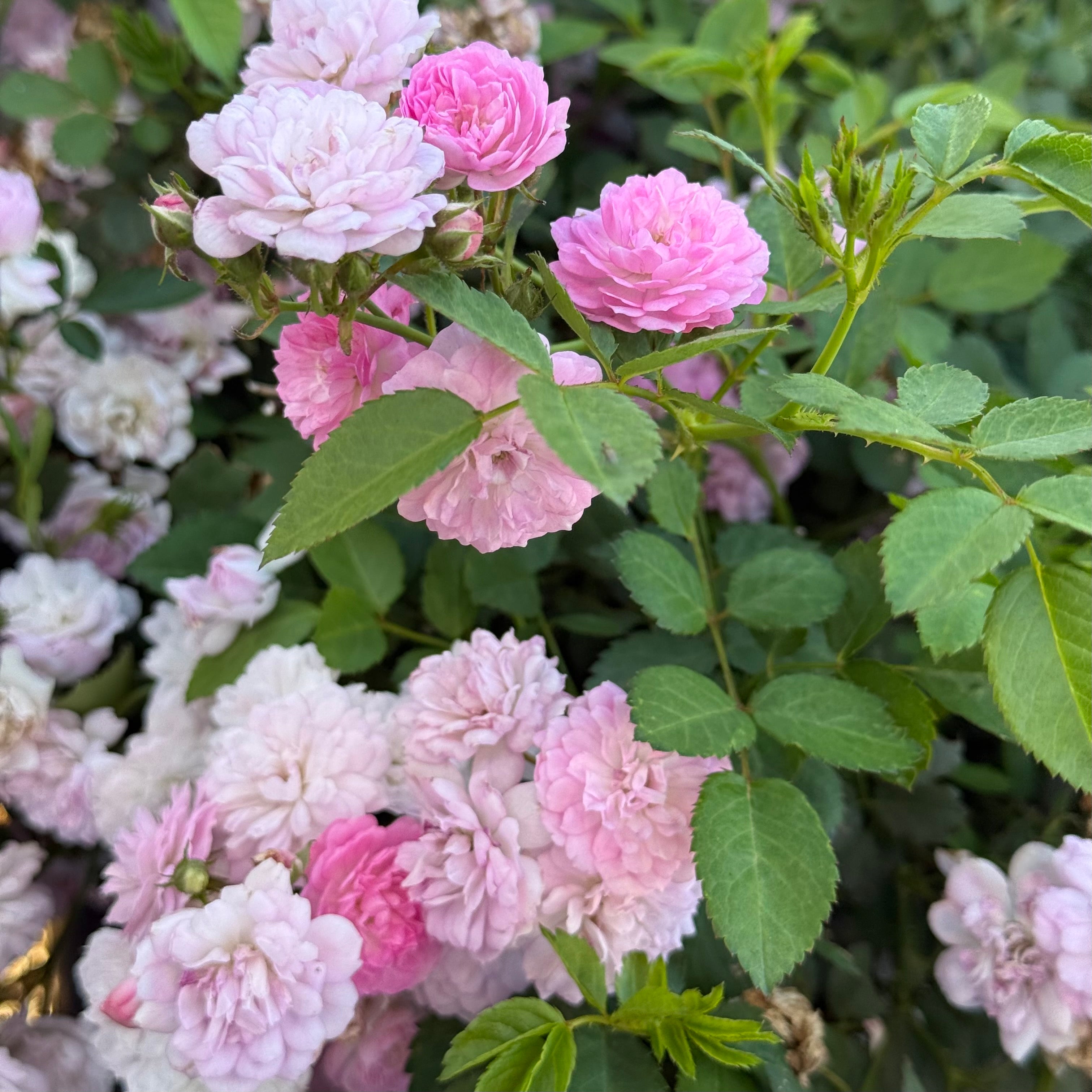 Grace Rose Farm Pretty Polly Rose Bush - Thumbnail 3
