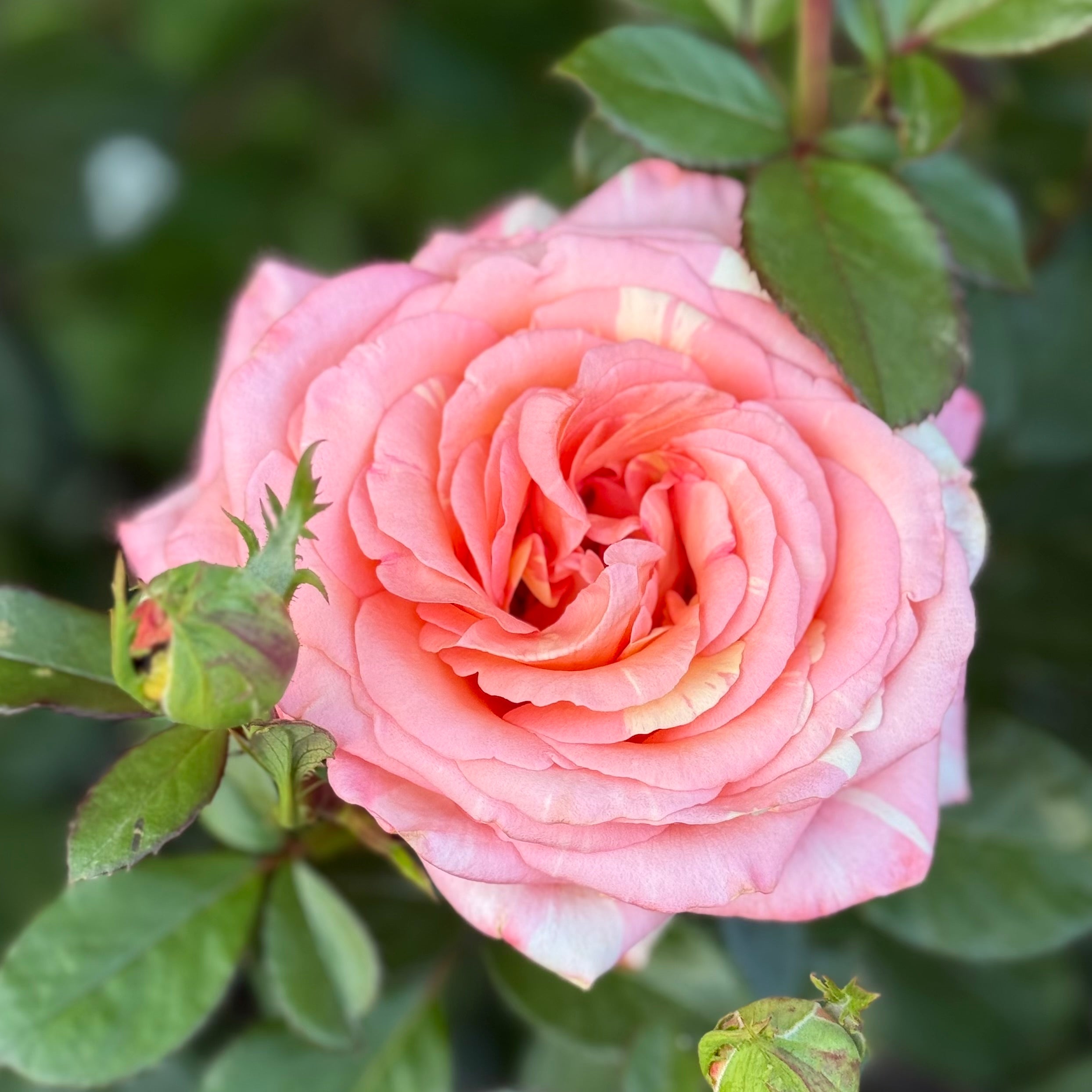 Peach Swirl™ Potted Rose Bush
