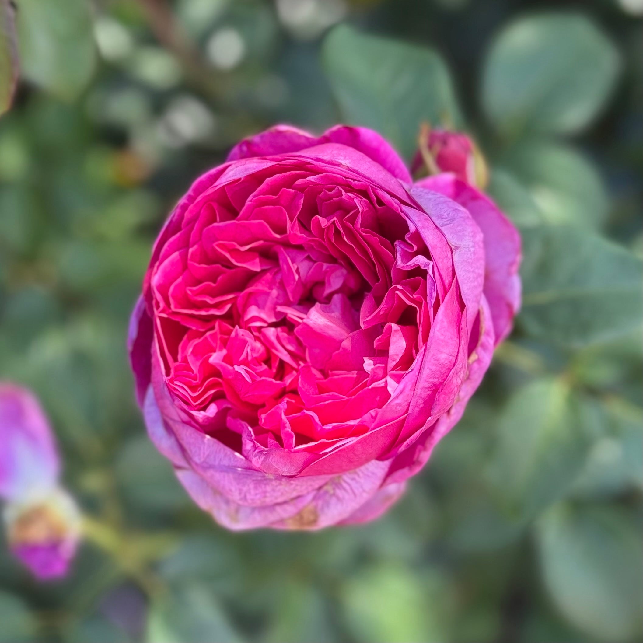 James L Austin Potted Rose Bush | David Austin Red Rose | Grace