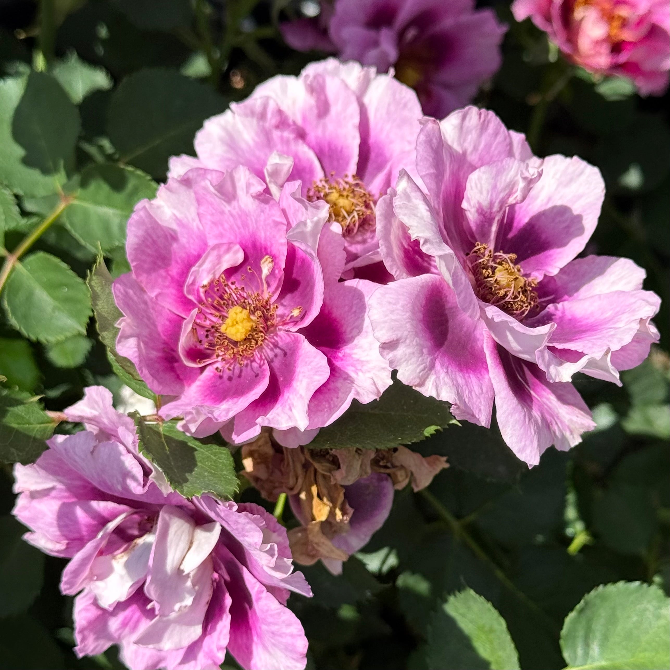 Eyeconic® Plum Lemonade Potted Rose Bush