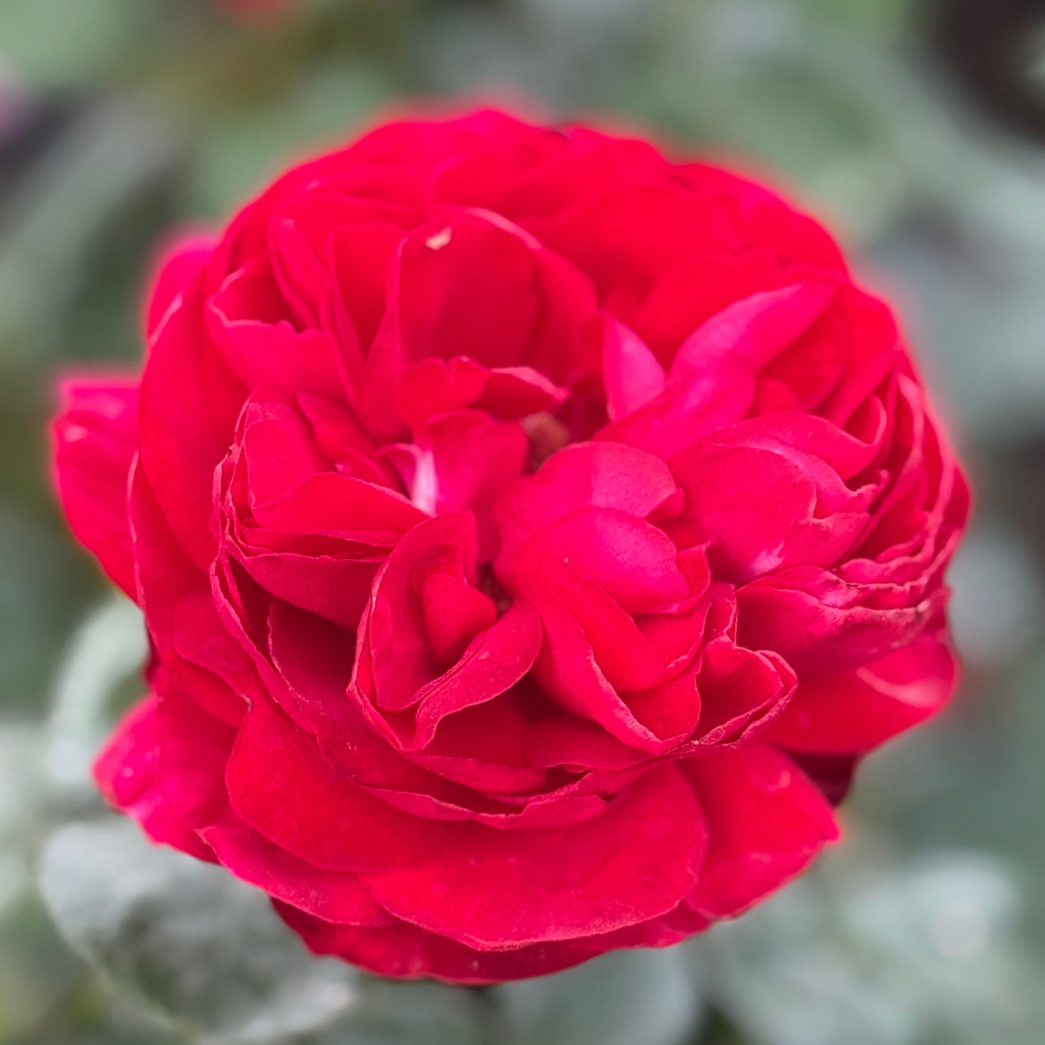 Tiamo™ Potted Rose Bush