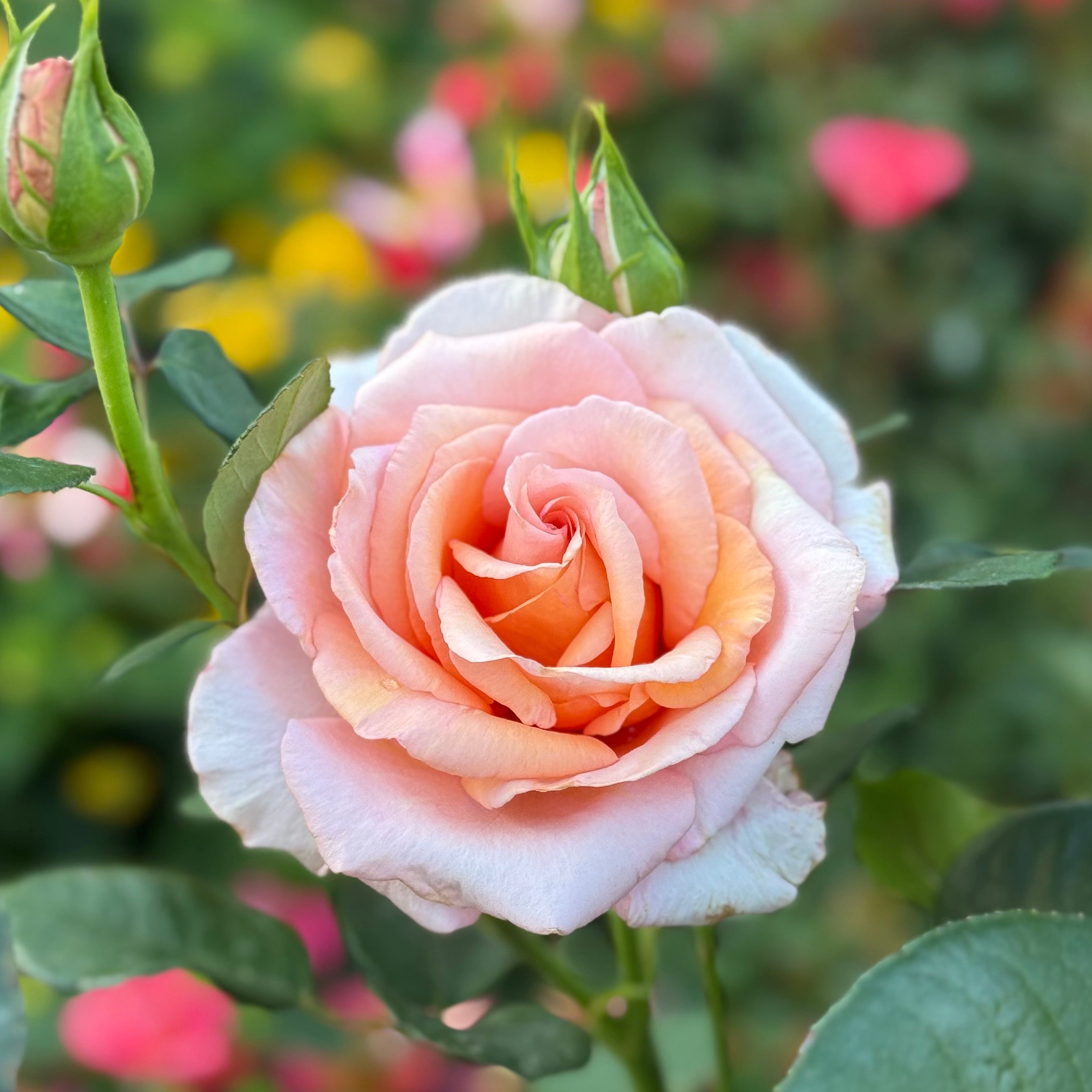Sunset Celebration Potted Rose Bush