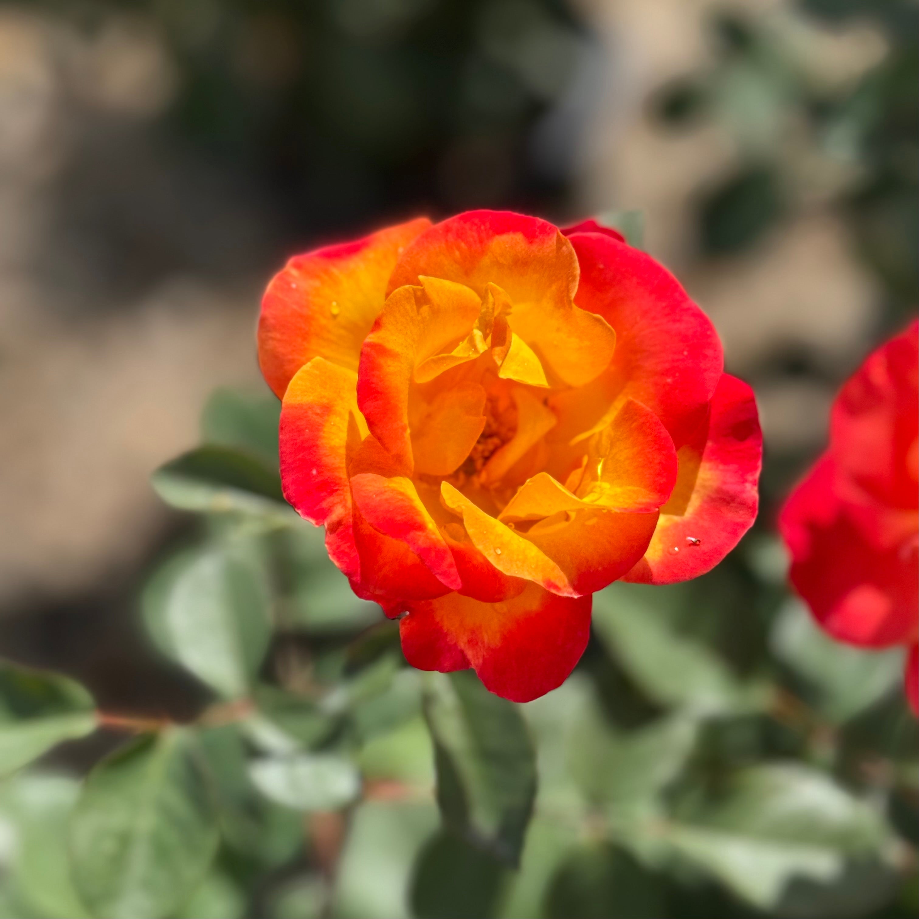 Playboy® Potted Rose Bush