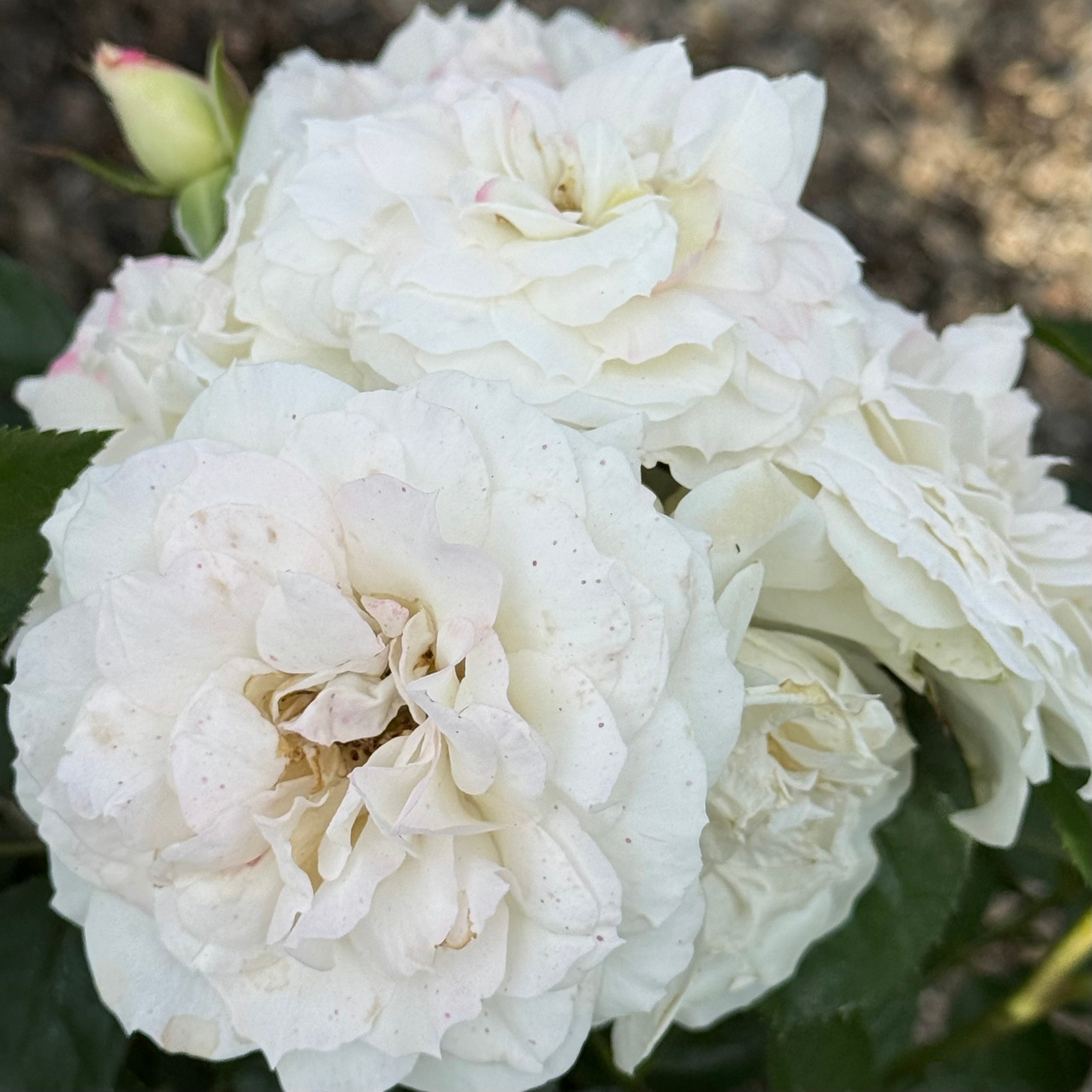 Veranda® White  Bare Root Rose Bush
