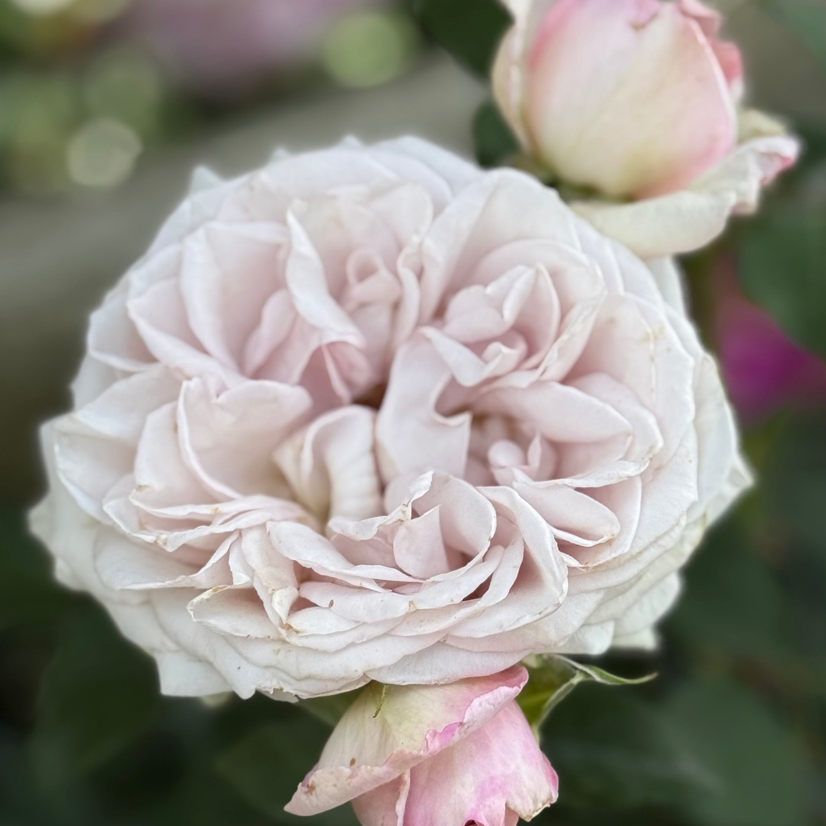 Silver Lining™ Potted Tree Rose - Grace Rose Farm