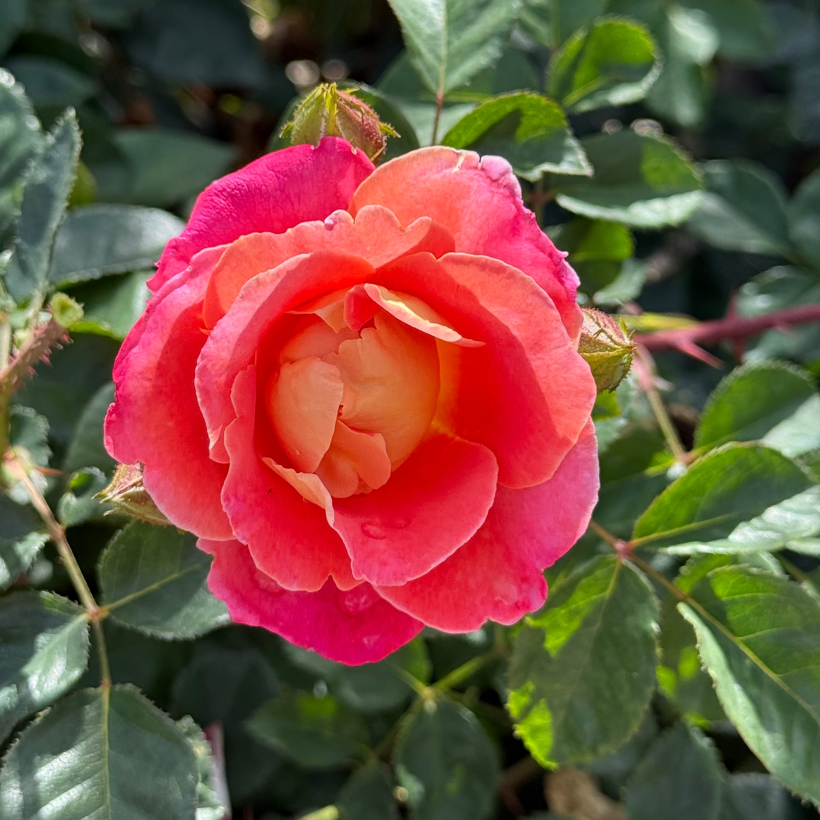 Grace Rose Farm Fruity Petals Climbing Rose - Thumbnail 5