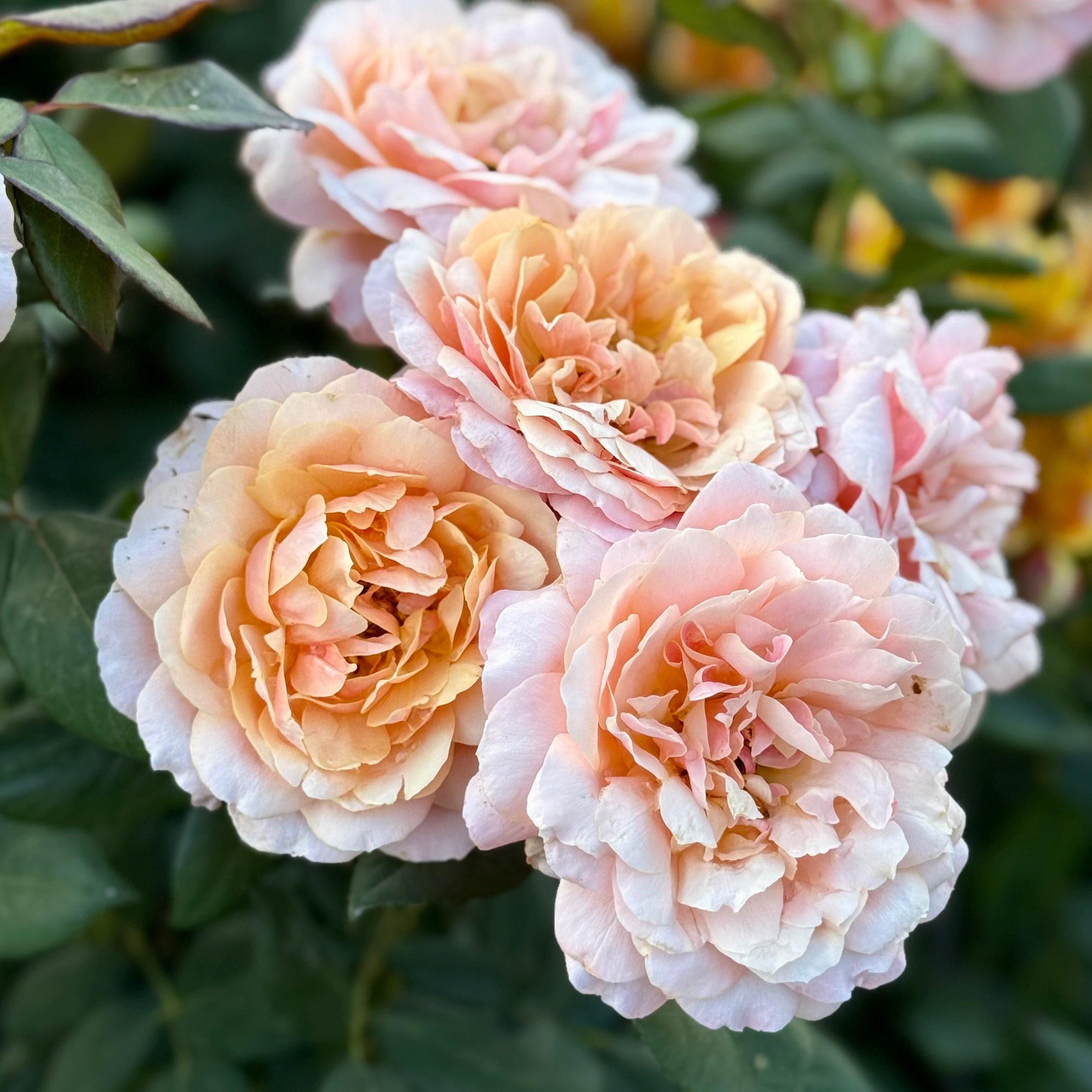 State of Grace ™ Potted Rose Bush