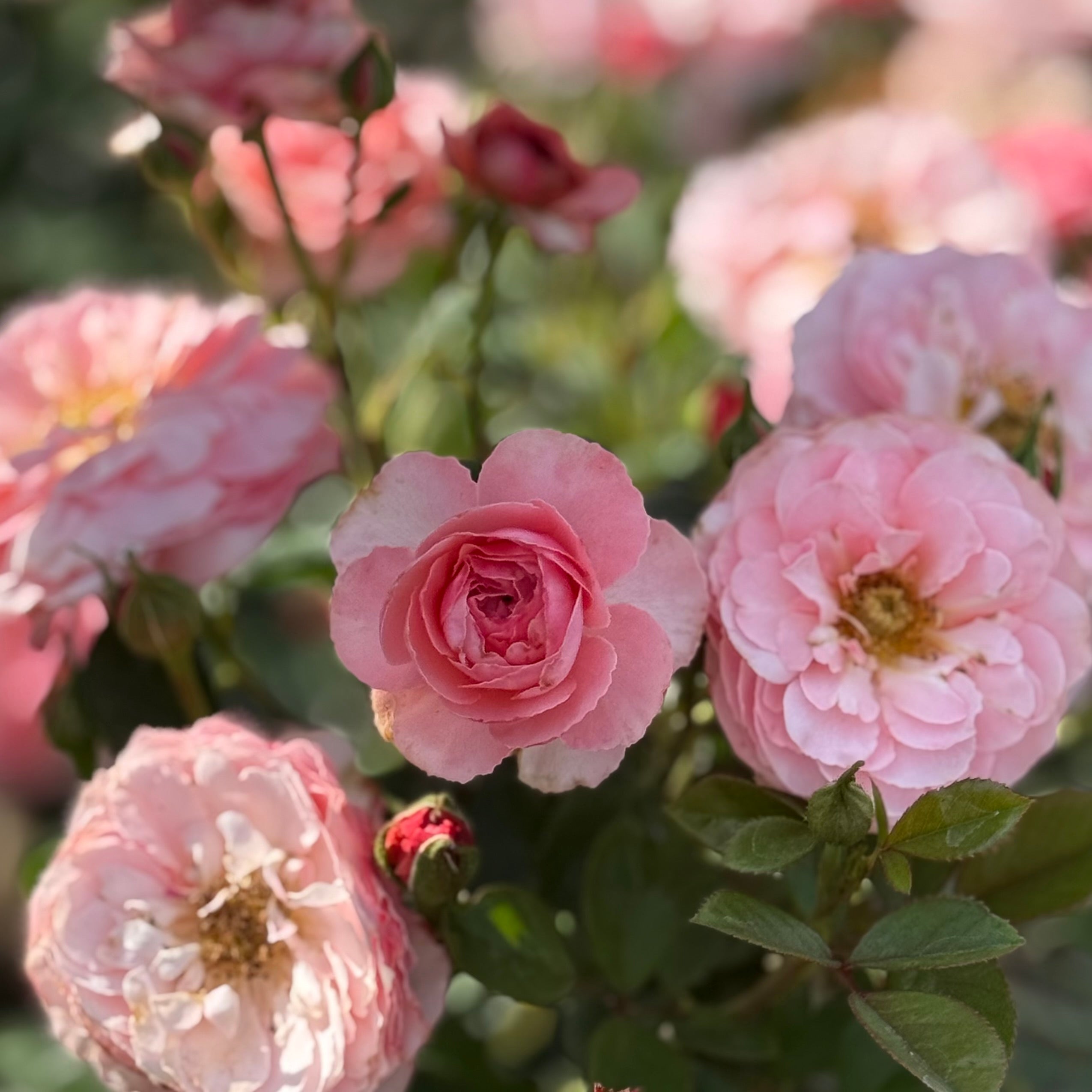 Sexy Rexy®  Potted Rose Bush