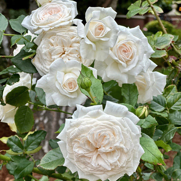 Arborose® Honeymoon Bare Root Climbing Rose