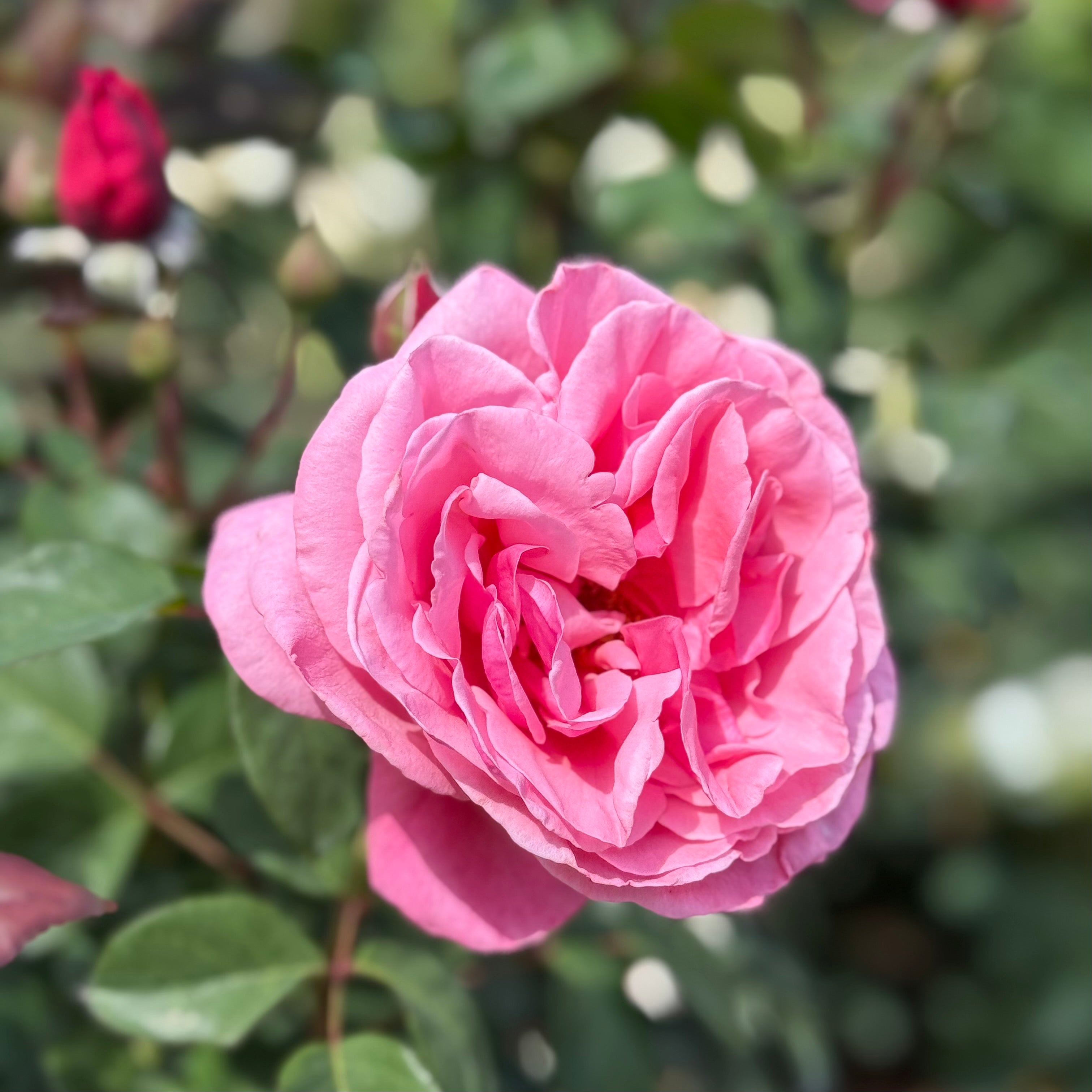 Dee Lish Rose | Fragrant Pink Hybrid Tea | Grace Rose Farm