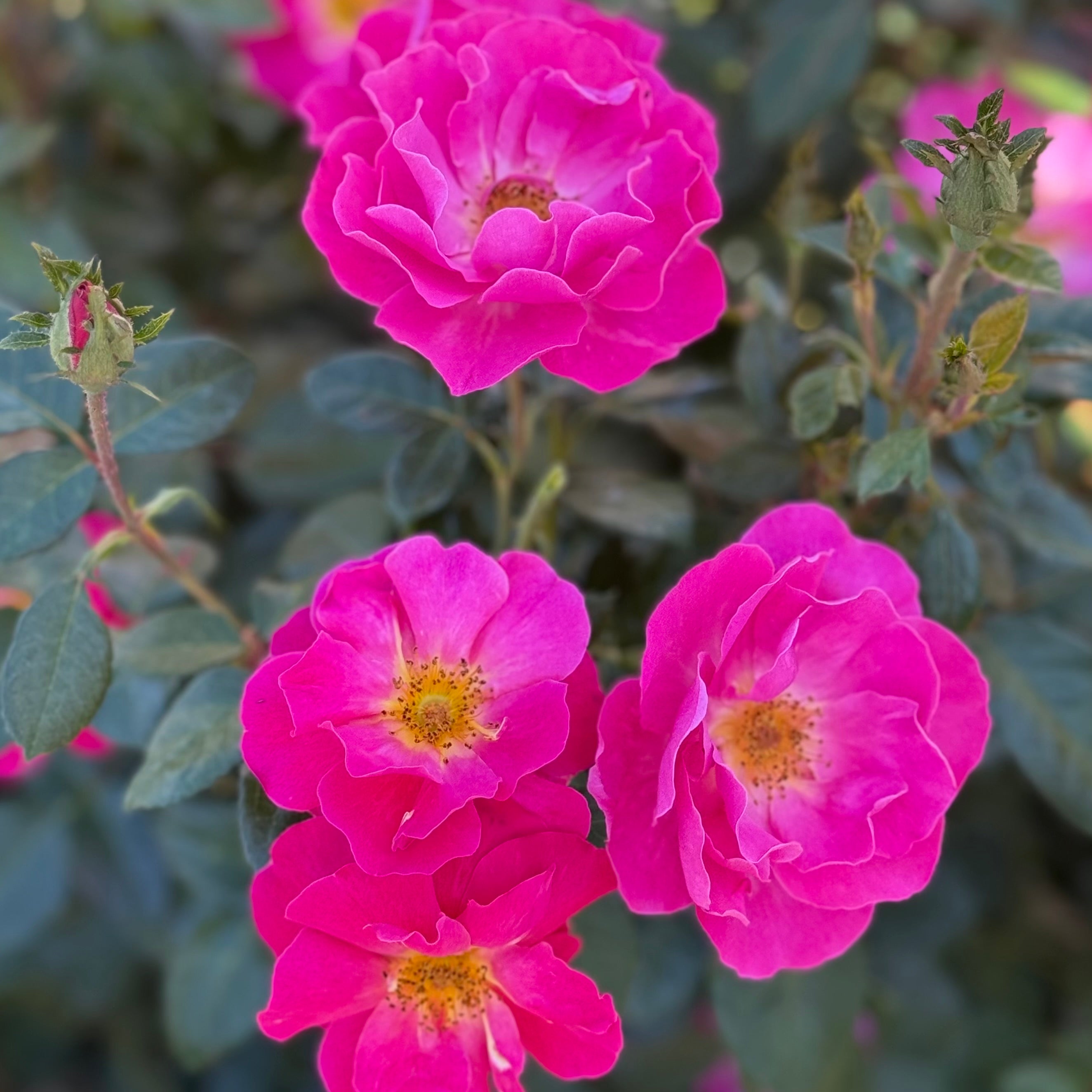 Shining Moment Potted Rose Bush | Yellow Orange Rose Bush | Grace