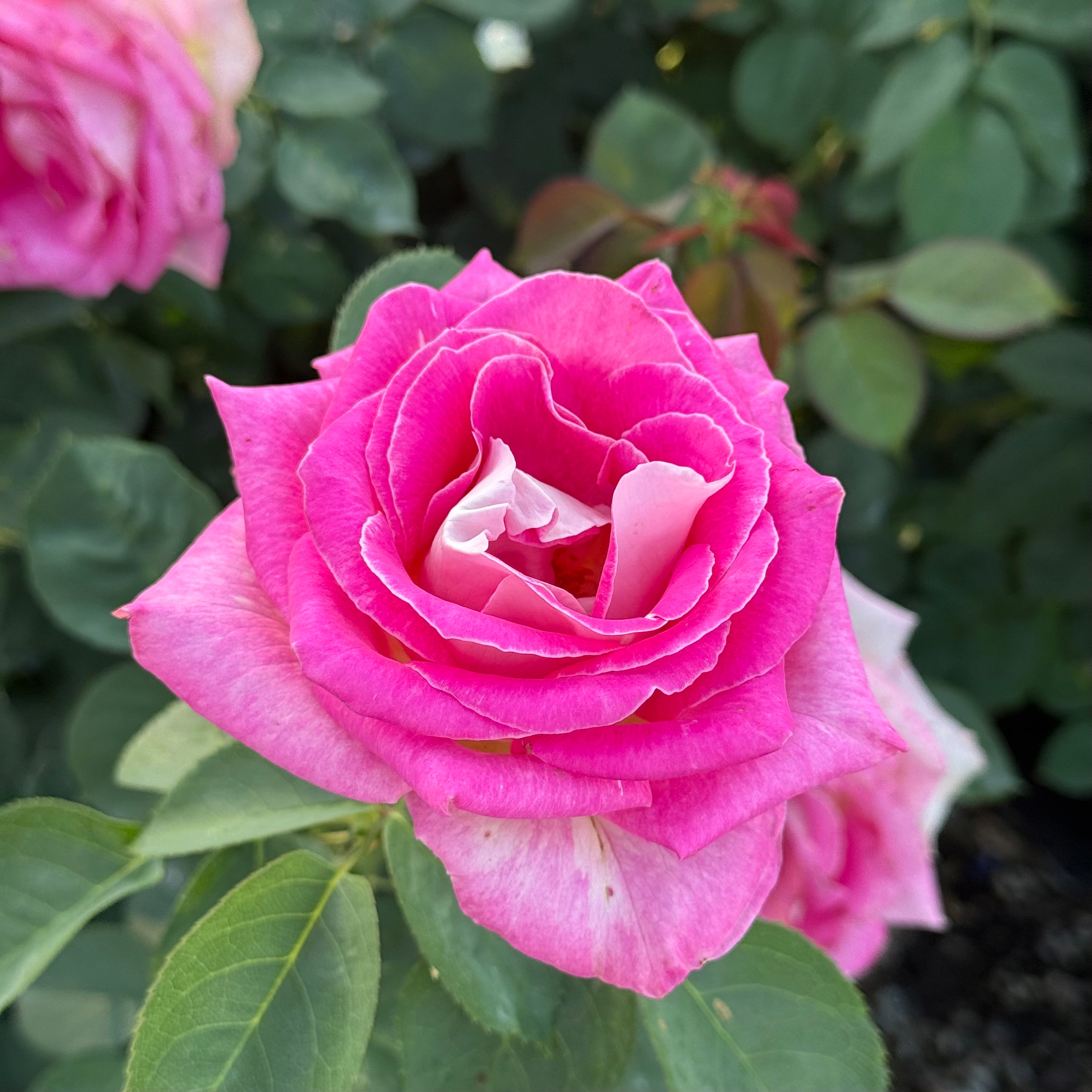Painted Porcelain™ Bare Root Rose Bush
