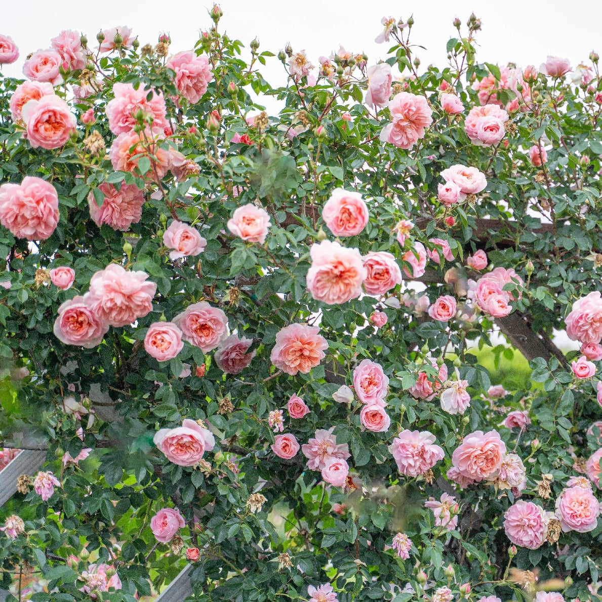 Colette™  Bare Root Climbing Rose
