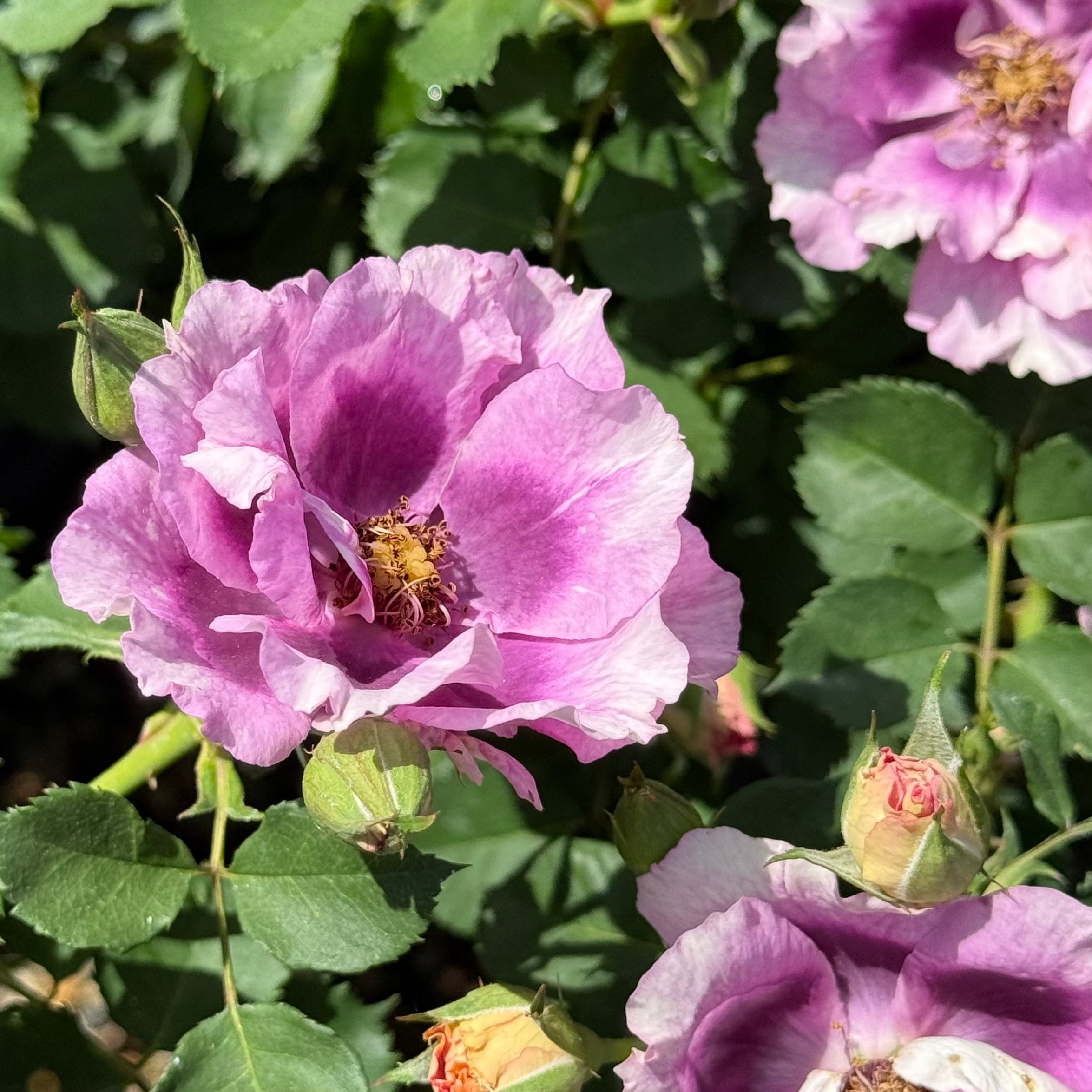 Eyeconic® Plum Lemonade Potted Rose Bush