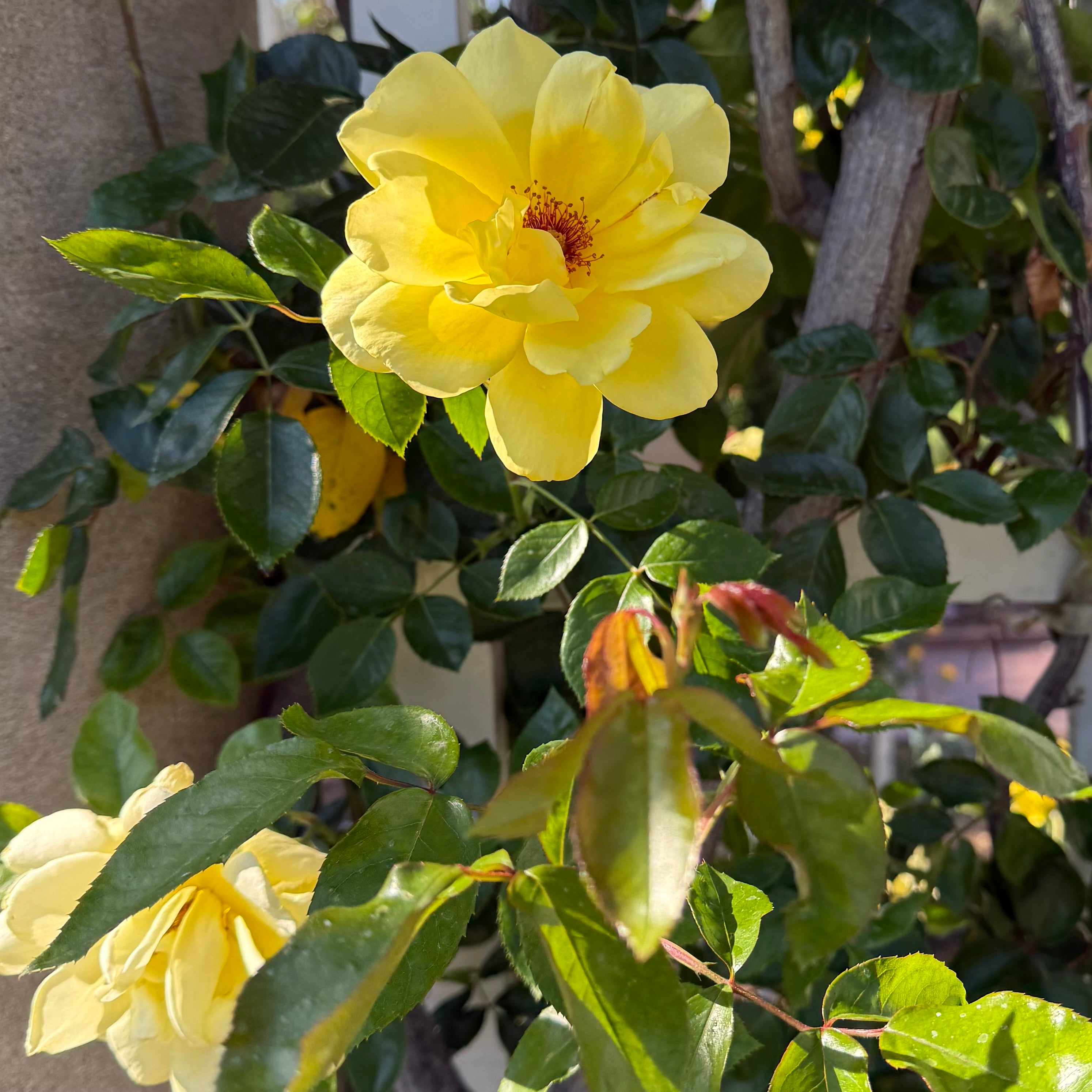 Golden Showers Bare Root Climbing Rose