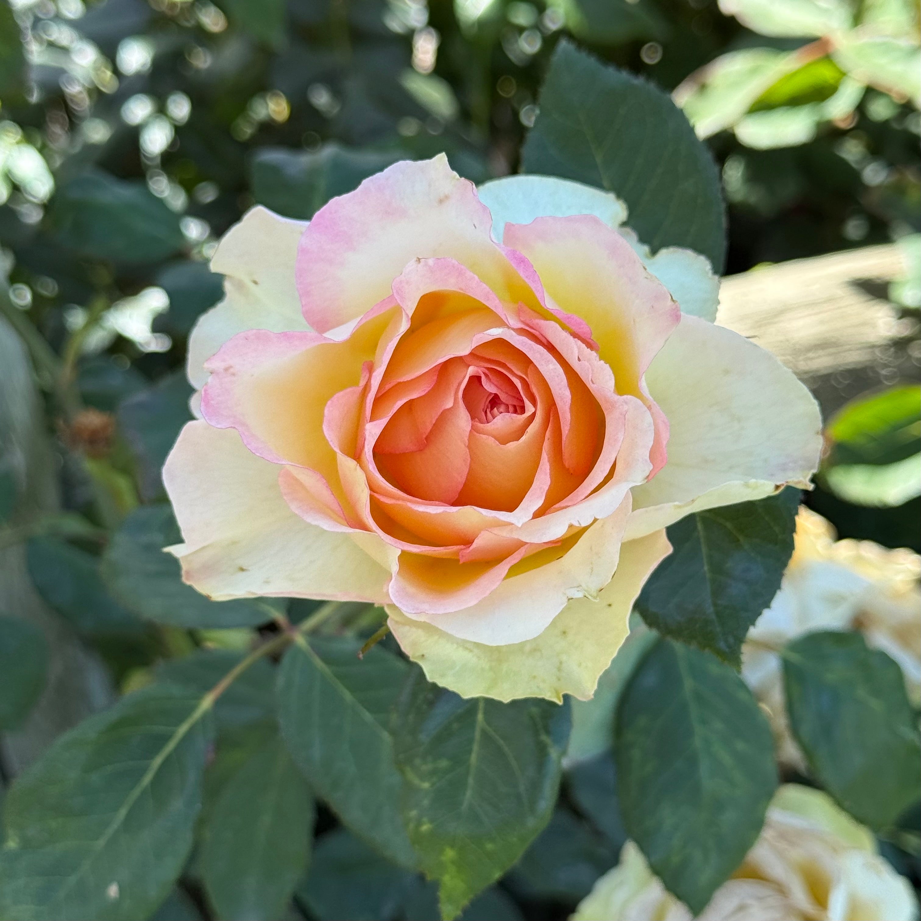 Euphoria® Potted Rose Bush