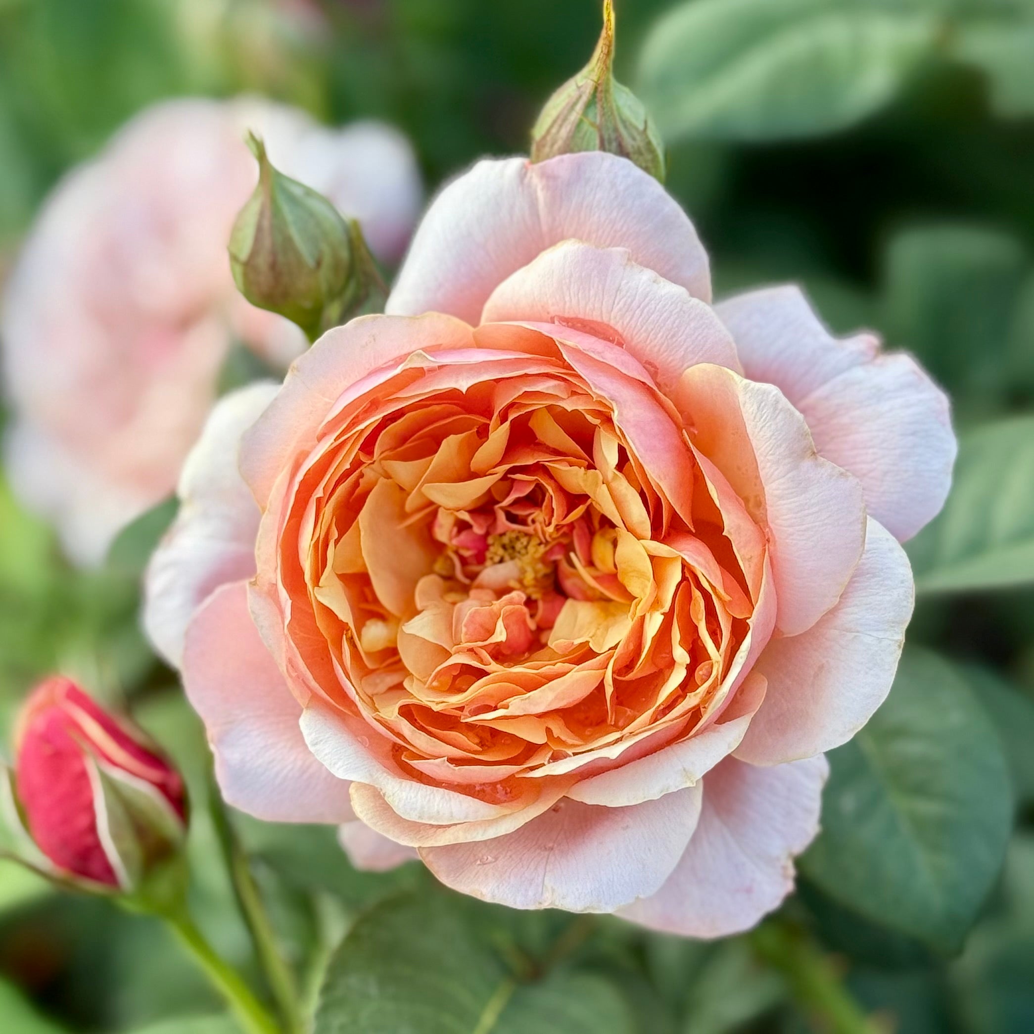 State of Grace ™ Potted Rose Bush