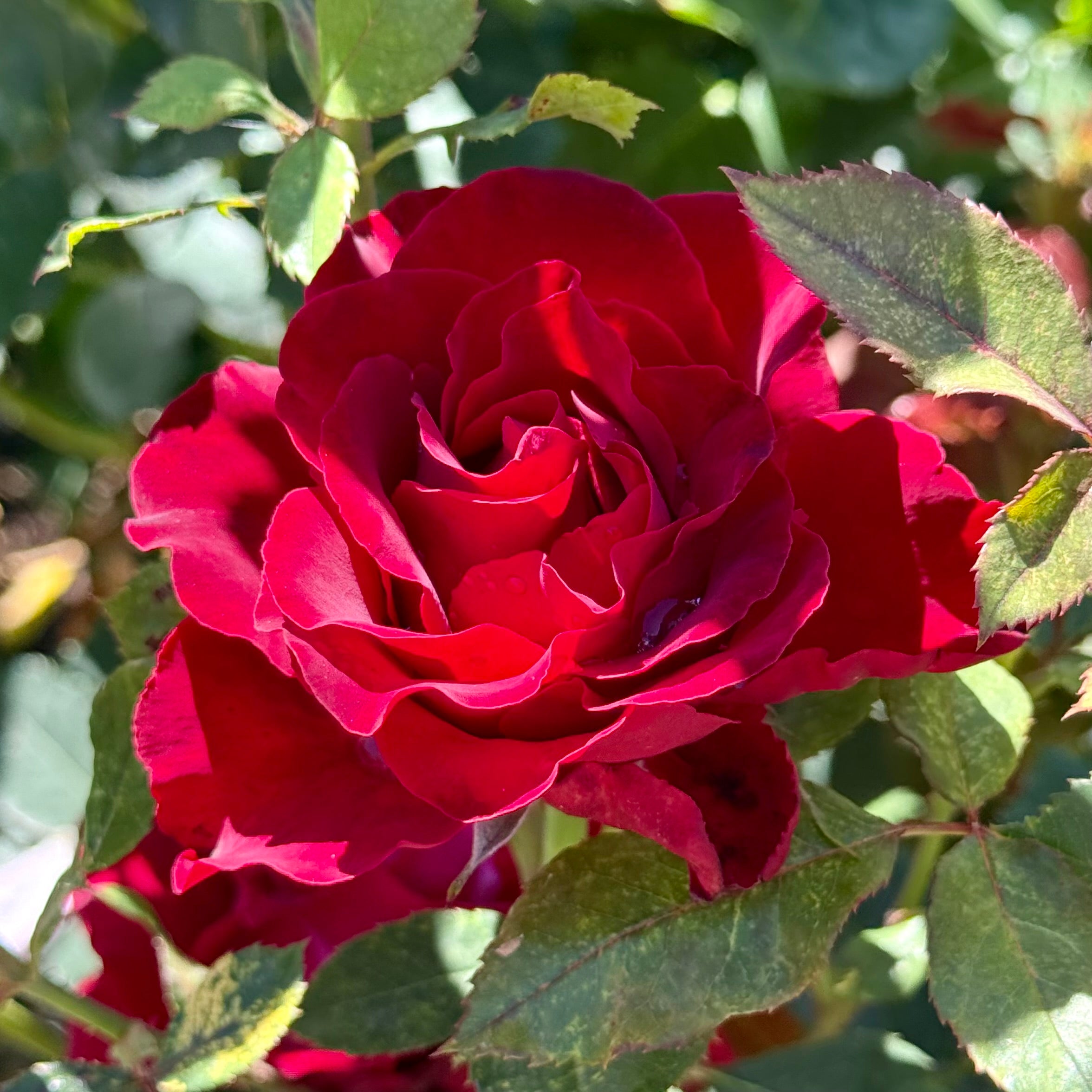 Dancing in the Dark™ Potted Rose Bush
