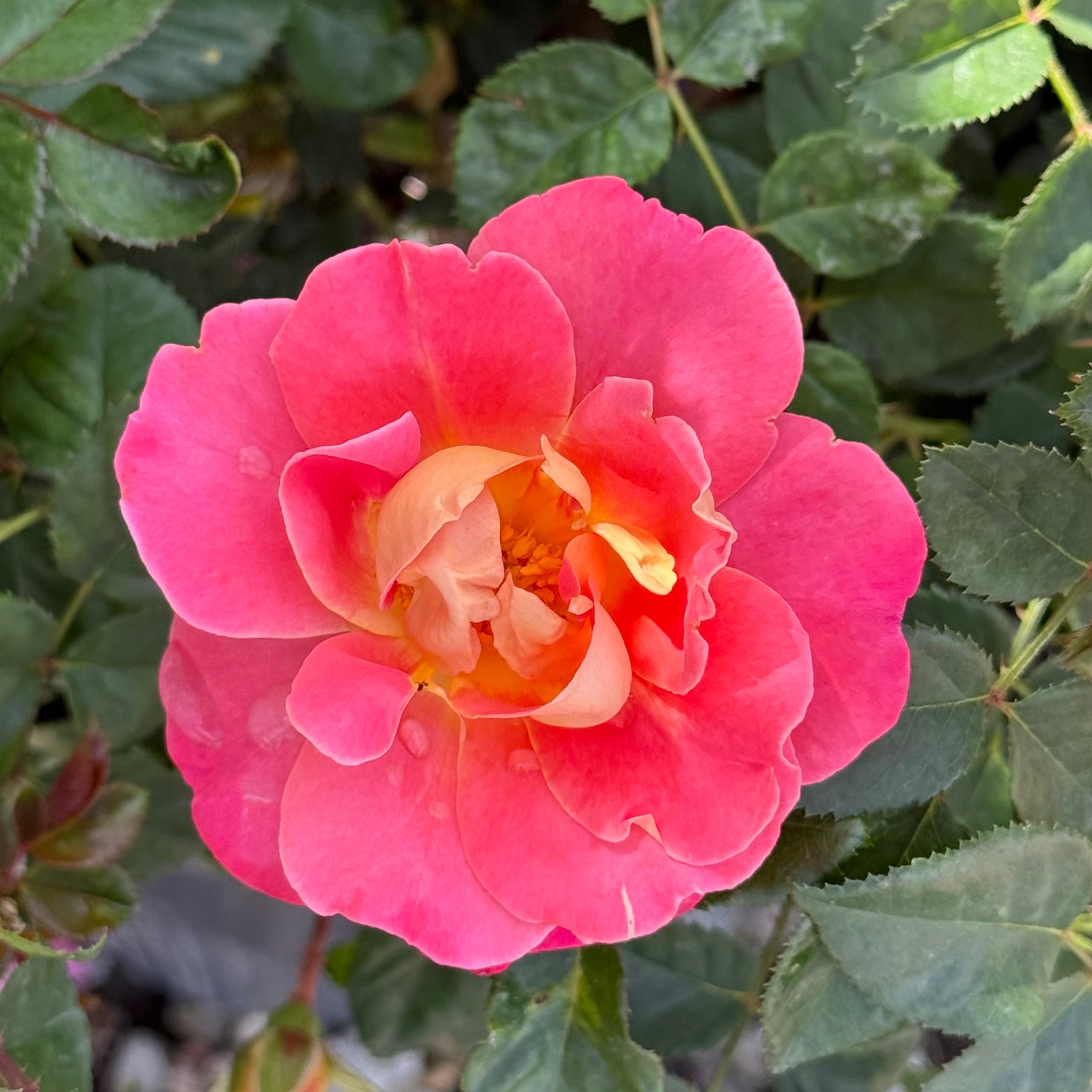 Grace Rose Farm Fruity Petals Climbing Rose - Thumbnail 4