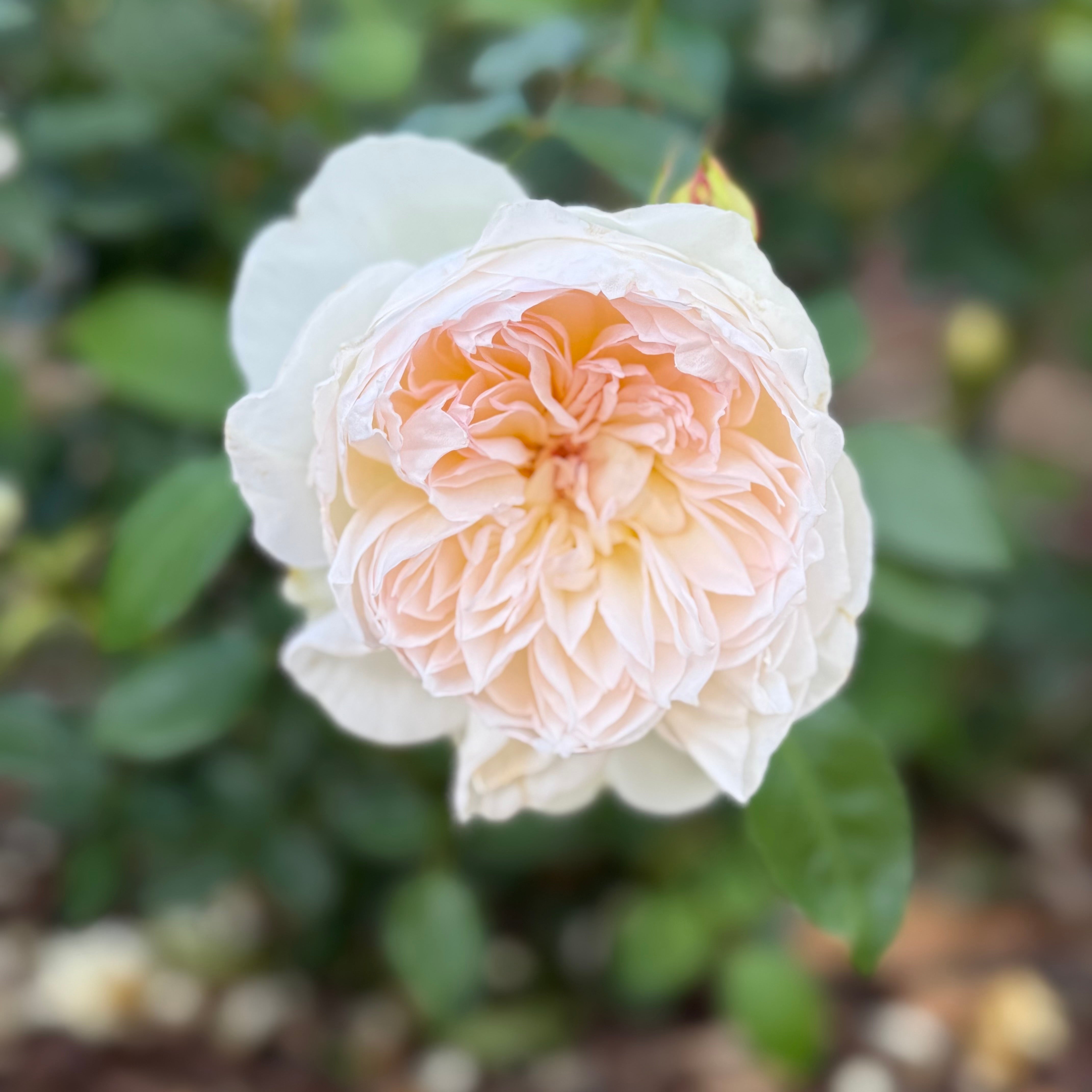 Bolero Potted Rose Bush | Grace Rose Farm