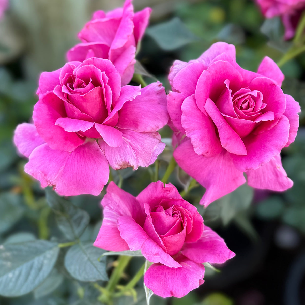 Pretty Lady Rose™ Rose Bush