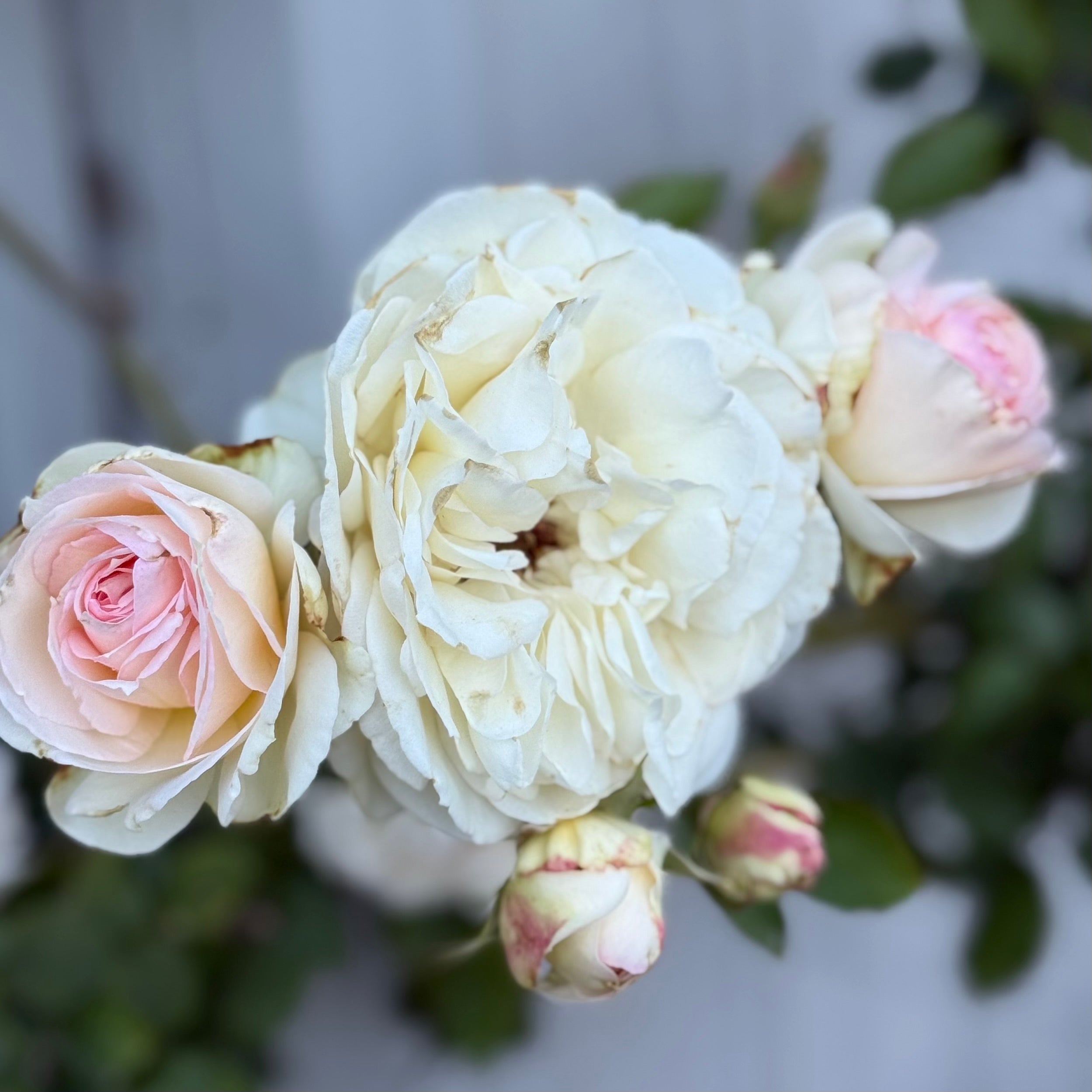 Eden Climber® White Potted Climbing Rose