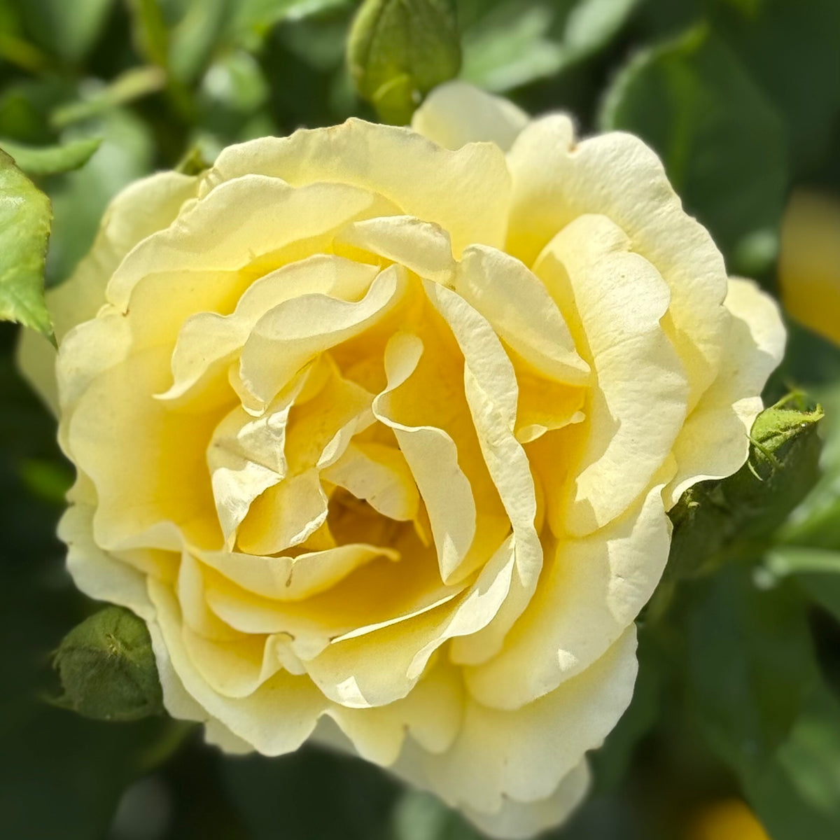 Sol Rose Sol Desire Potted Rose Bush | Yellow Floribunda Rose | Grace Rose Farm