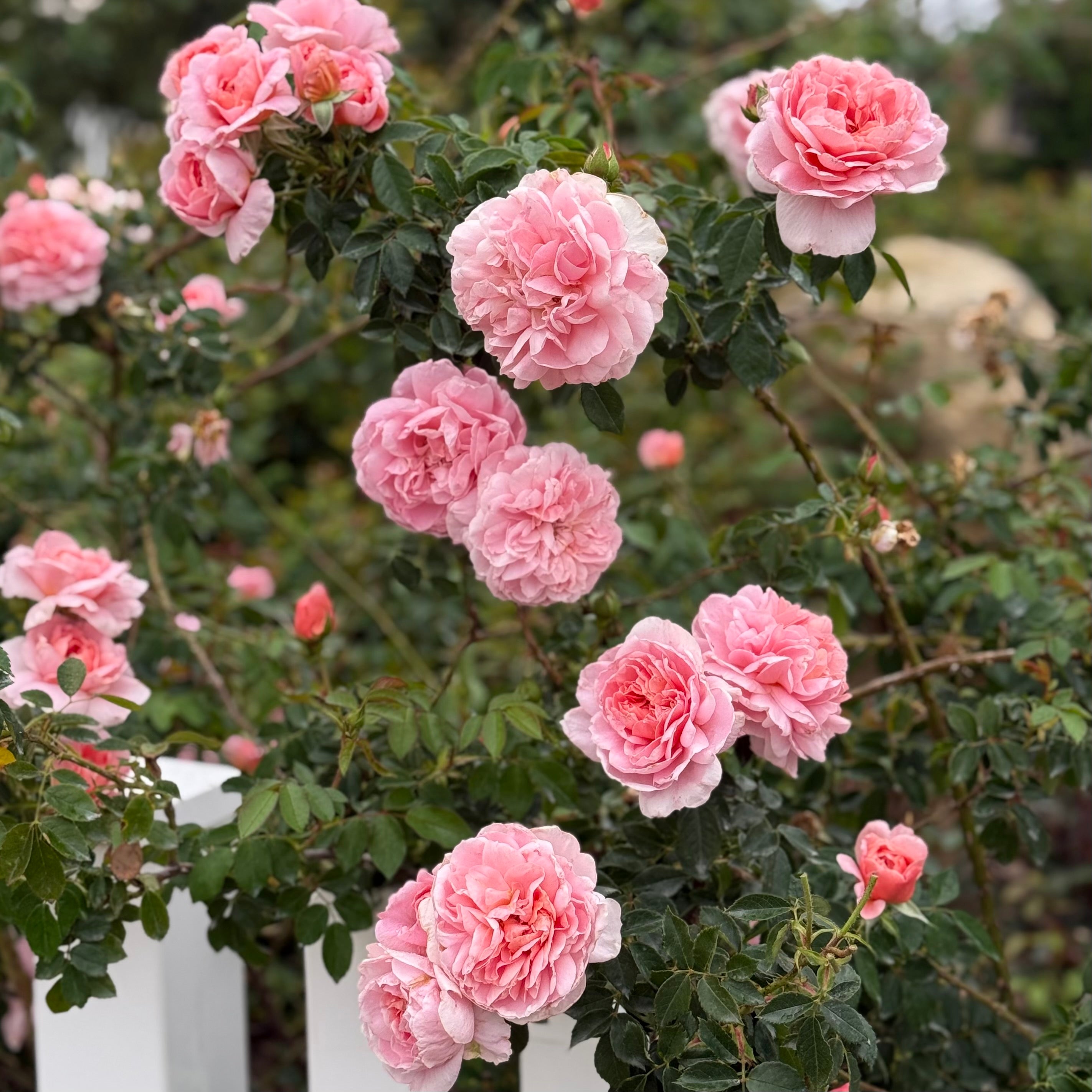 Colette Climbing Rose | Fragrant Pink Climbing Rose | Grace Rose Farm