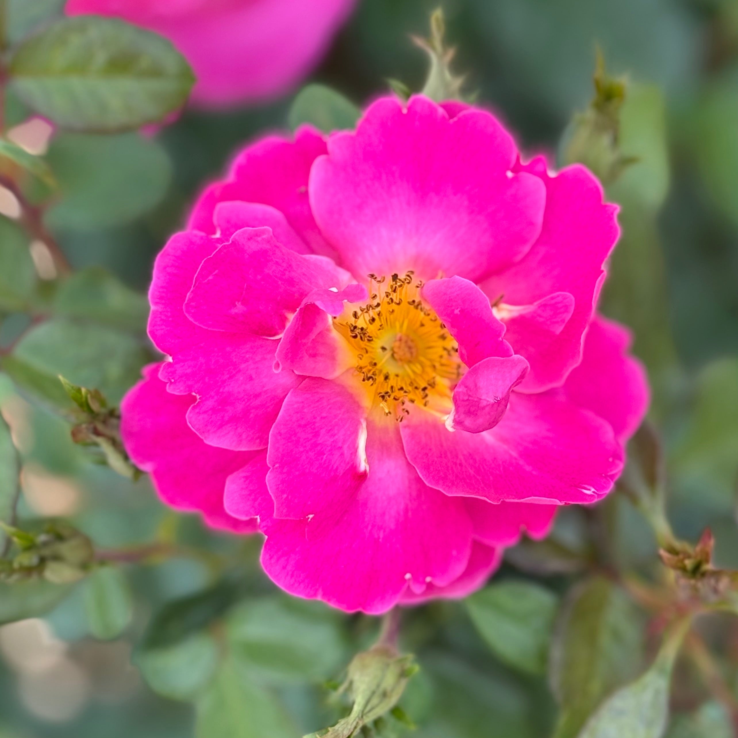 Shining Moment Potted Rose Bush | Yellow Orange Rose Bush | Grace