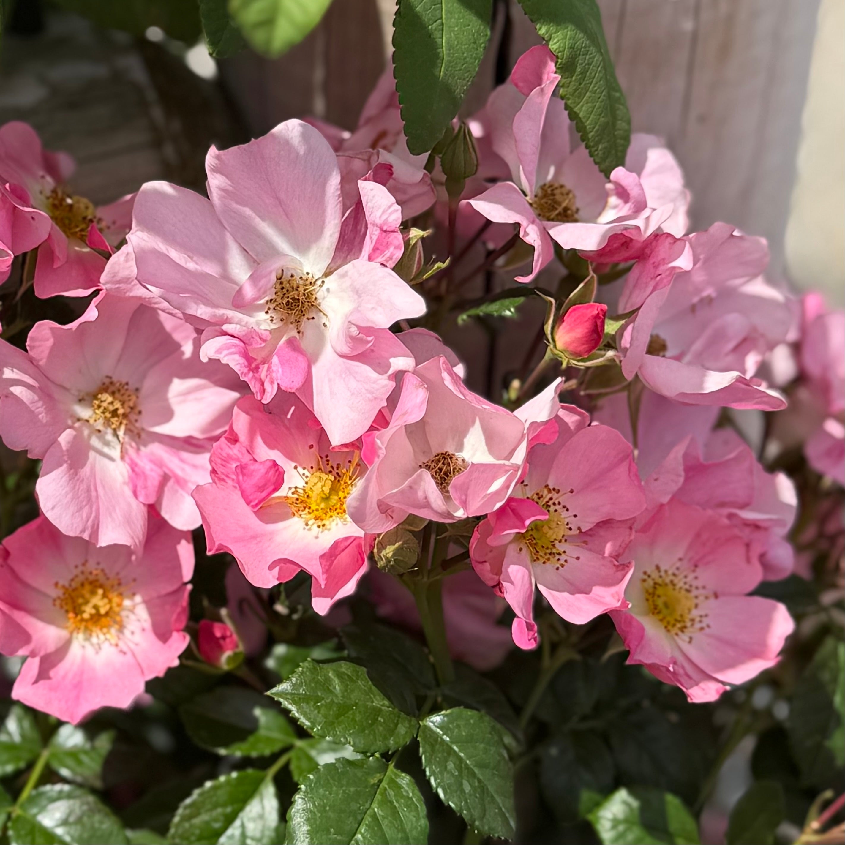 Forever & Ever® Pink Potted Rose Bush
