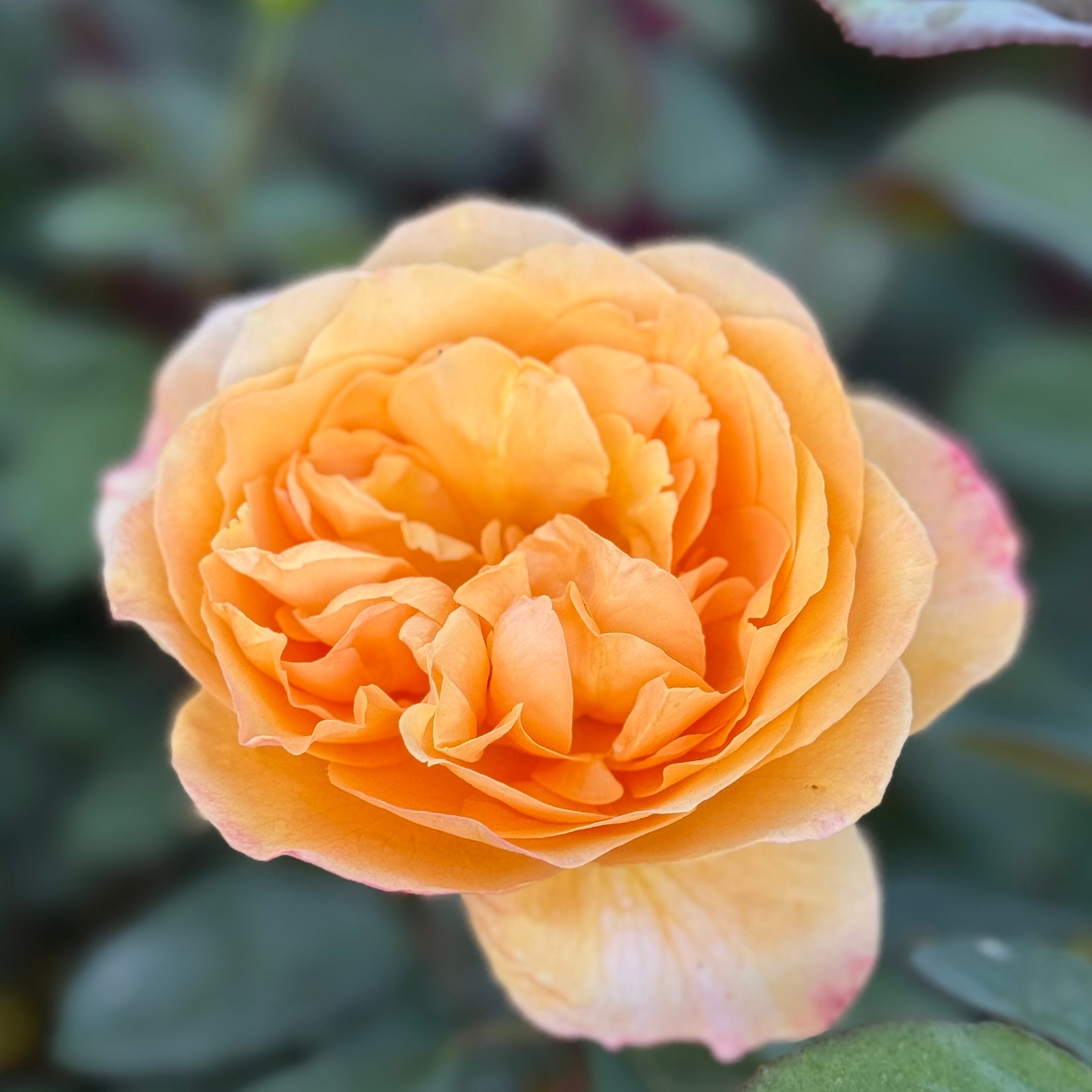 Strike it Rich® Bare Root Tree Rose