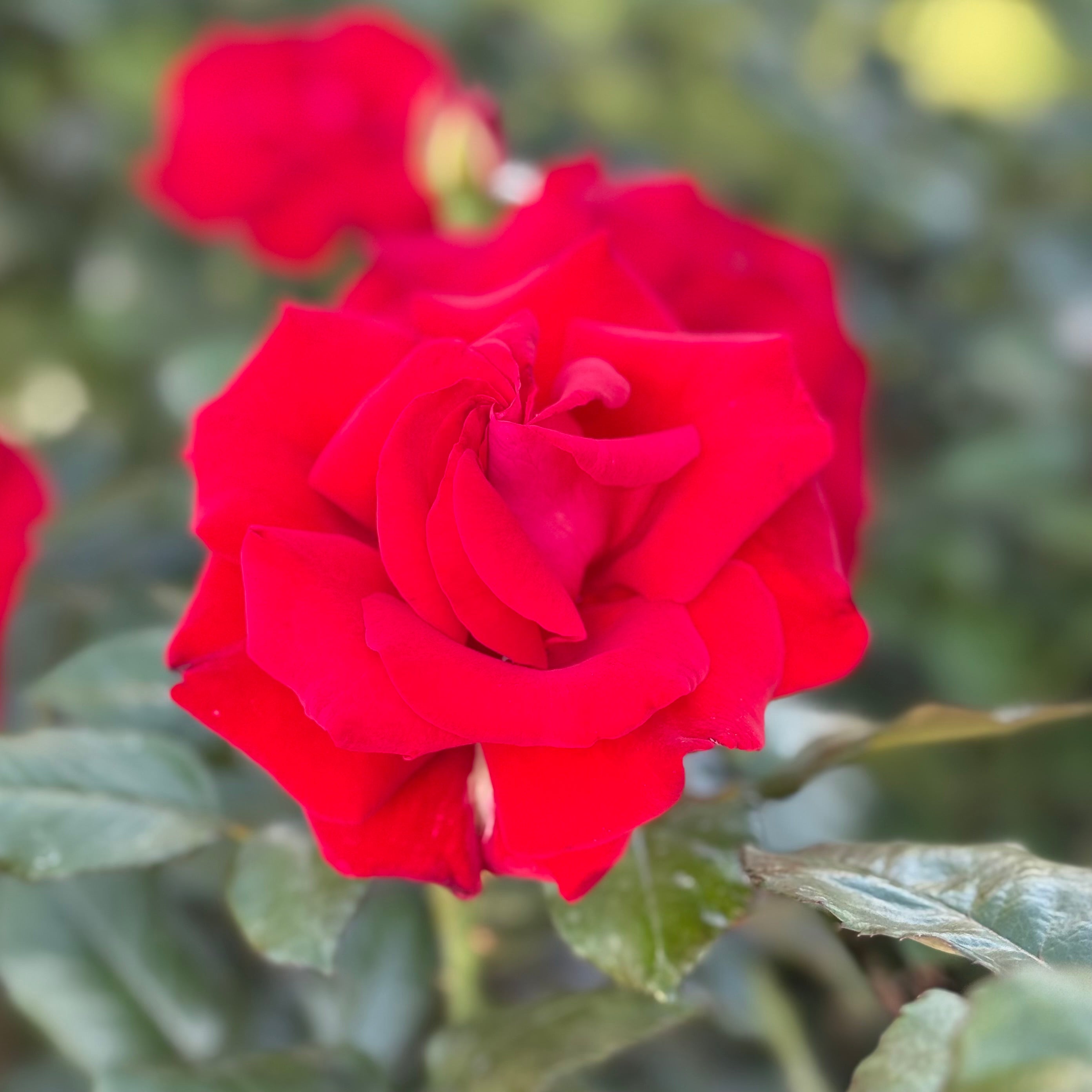 Drop Dead Red™ Potted Rose Bush