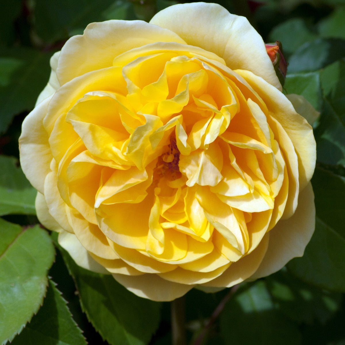 Graham Thomas Climbing Rose | Yellow David Austin Climber | Grace Rose Farm