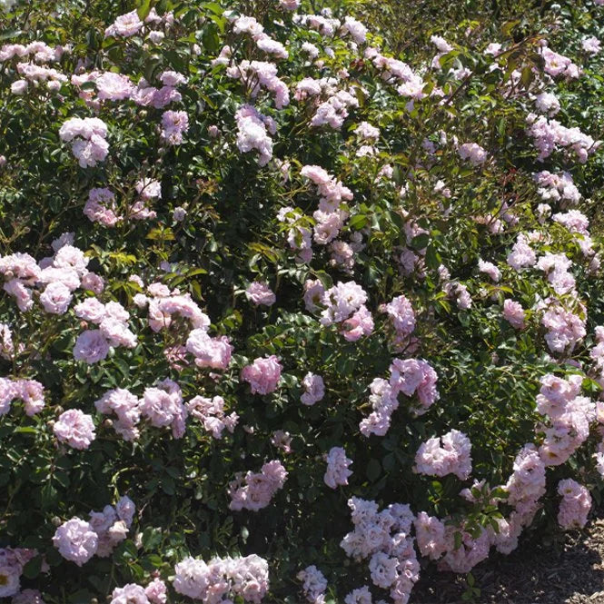 Blushing Drift® Potted Rose Bush
