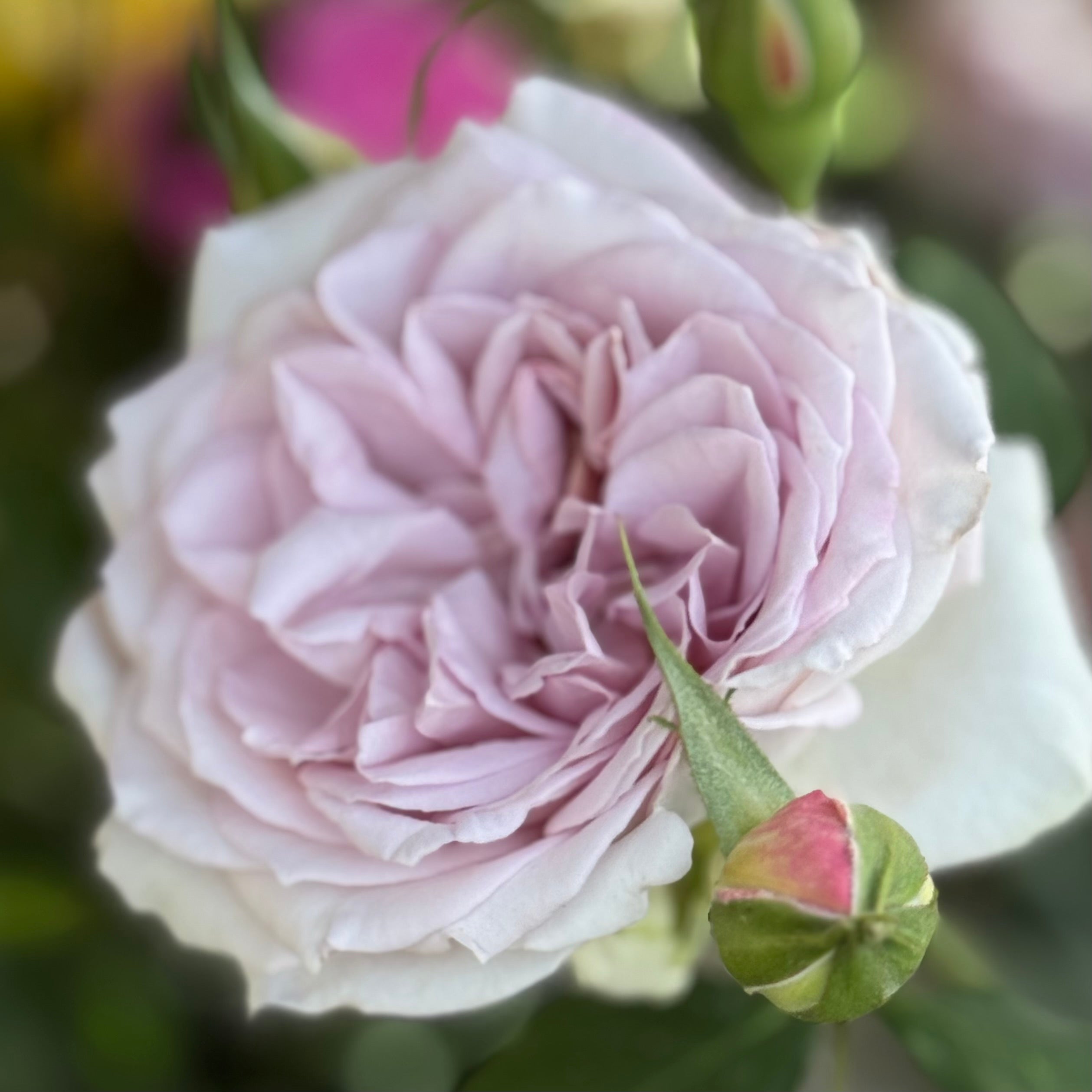Silver Lining™ Potted Tree Rose - Grace Rose Farm