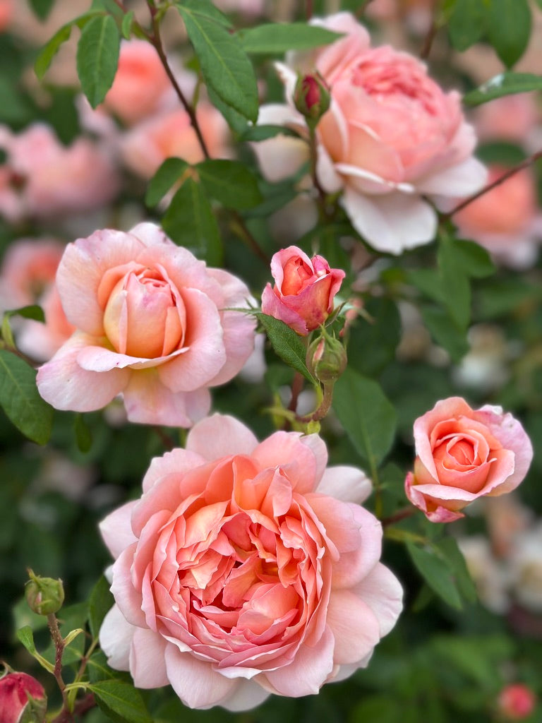 David Austin® Carding Mill® Potted Rose Bush